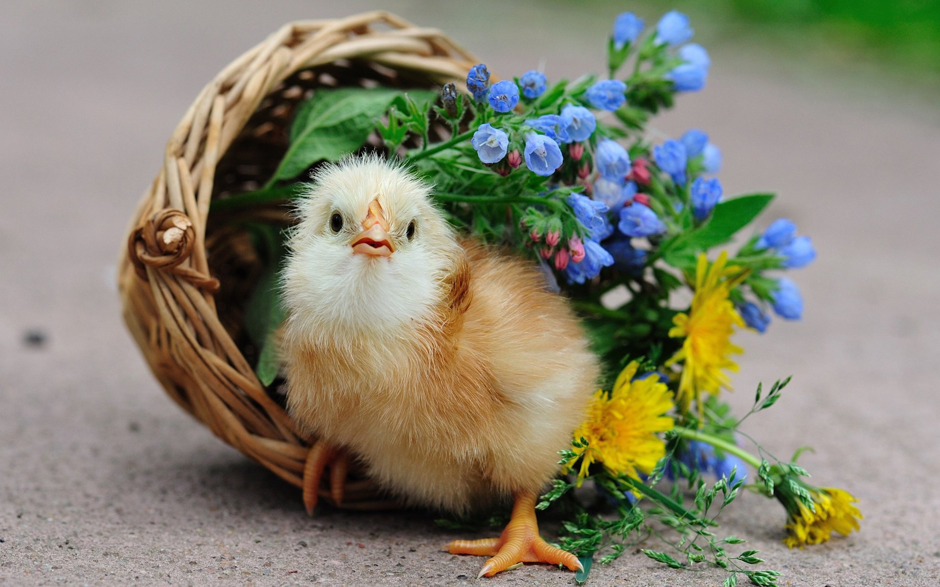 vogel küken korb blumen