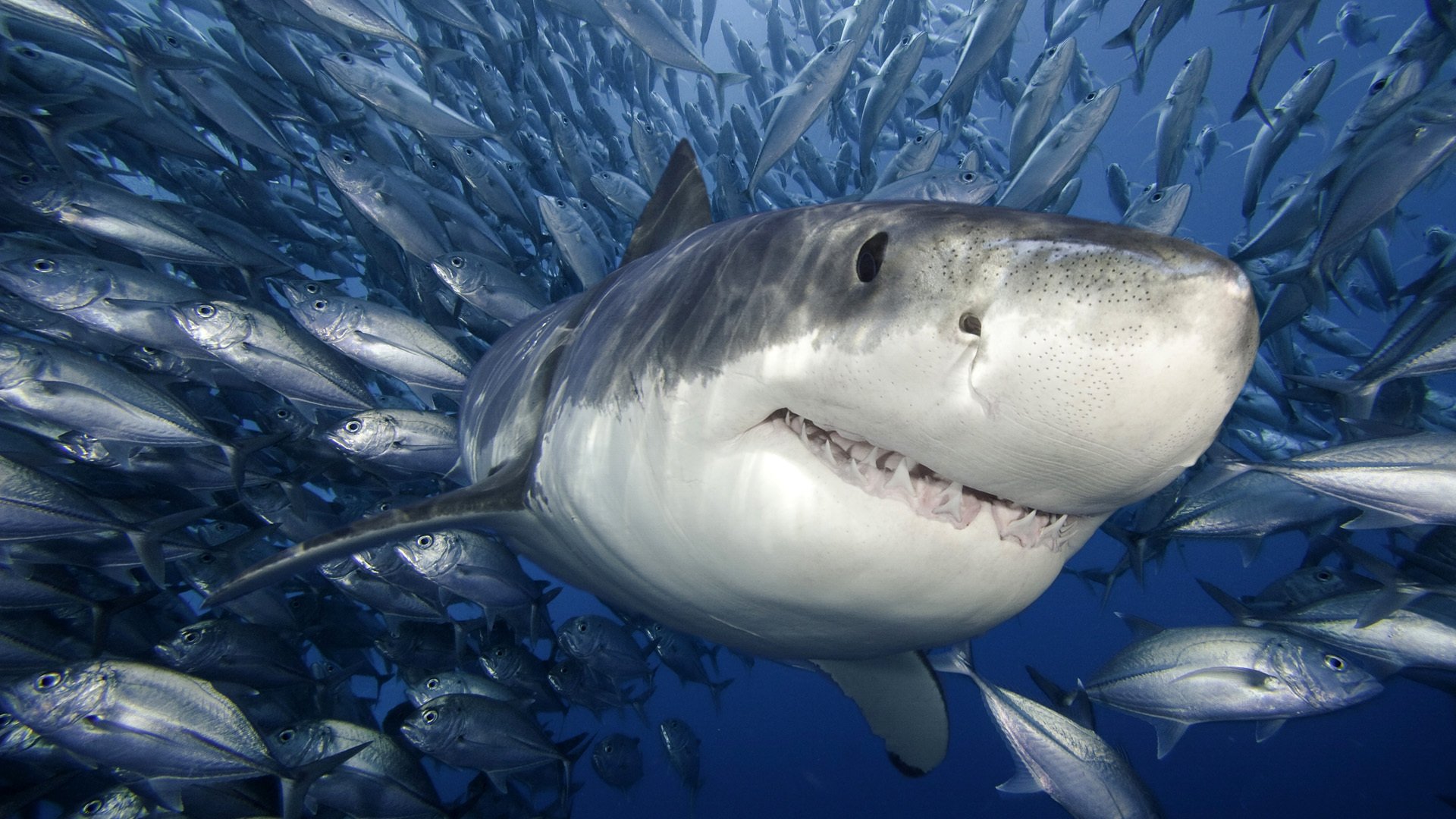 weißer hai fische meer