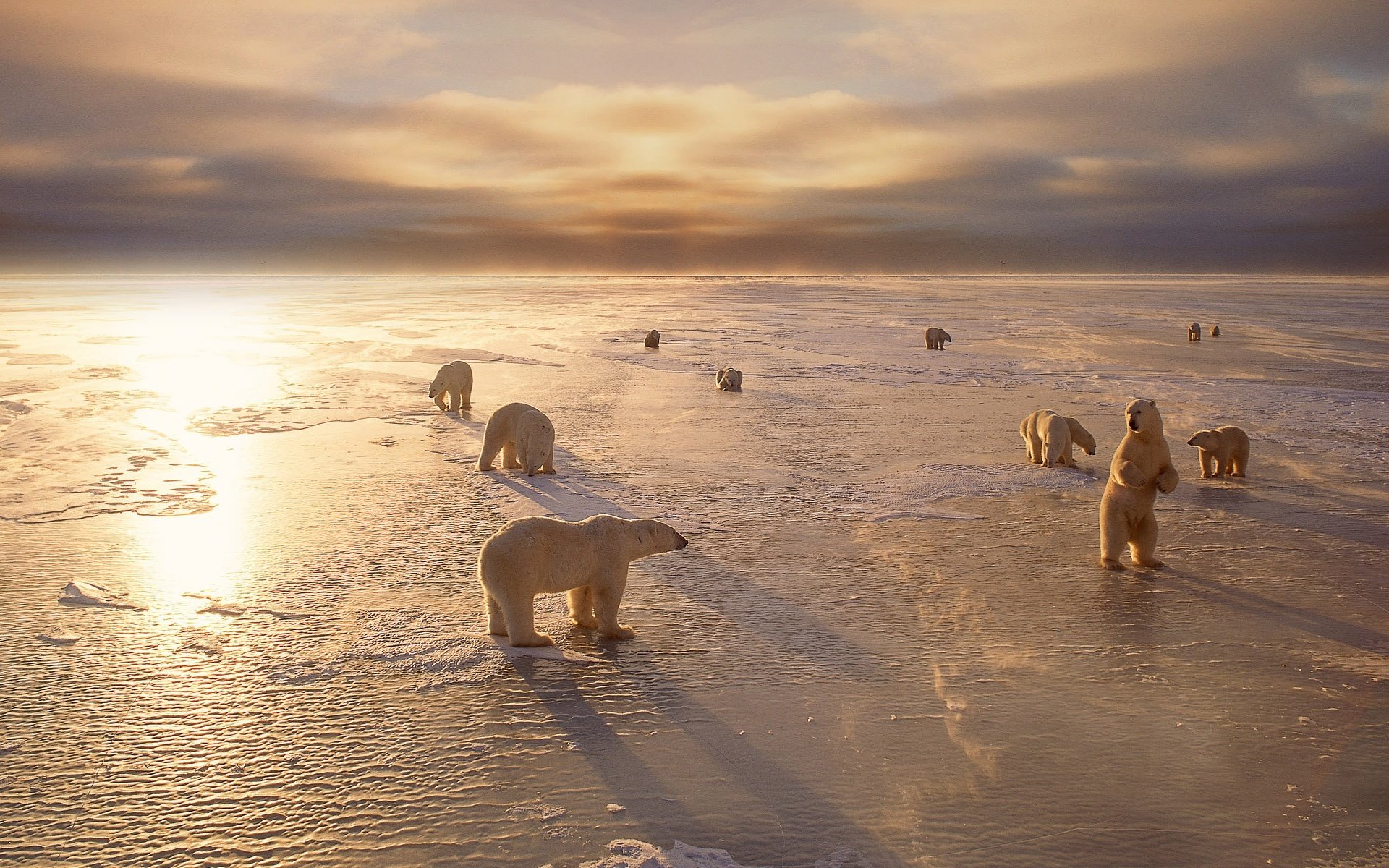 blancs ours animaux nord froid hiver neige