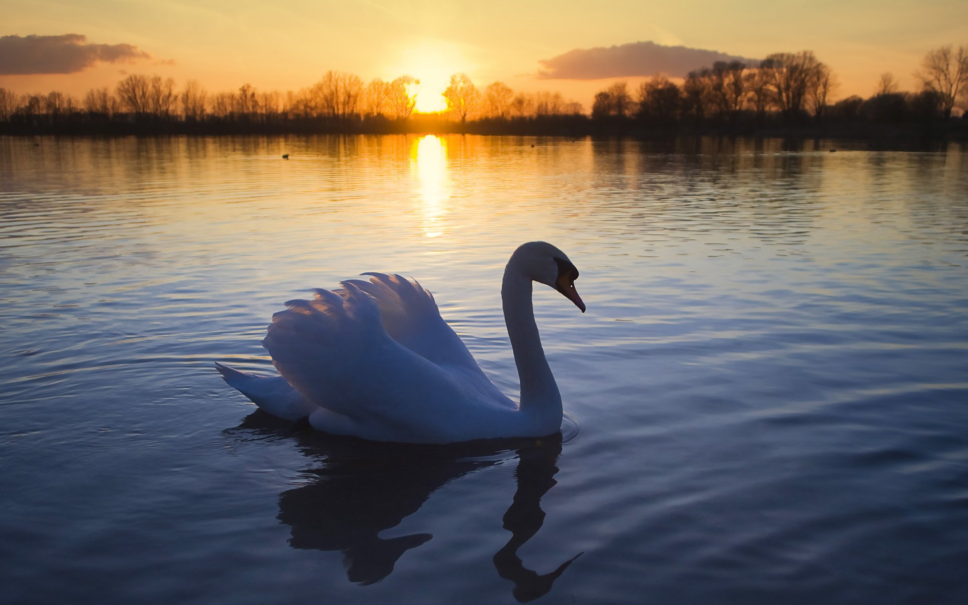 cigno uccello lago sole romanticismo