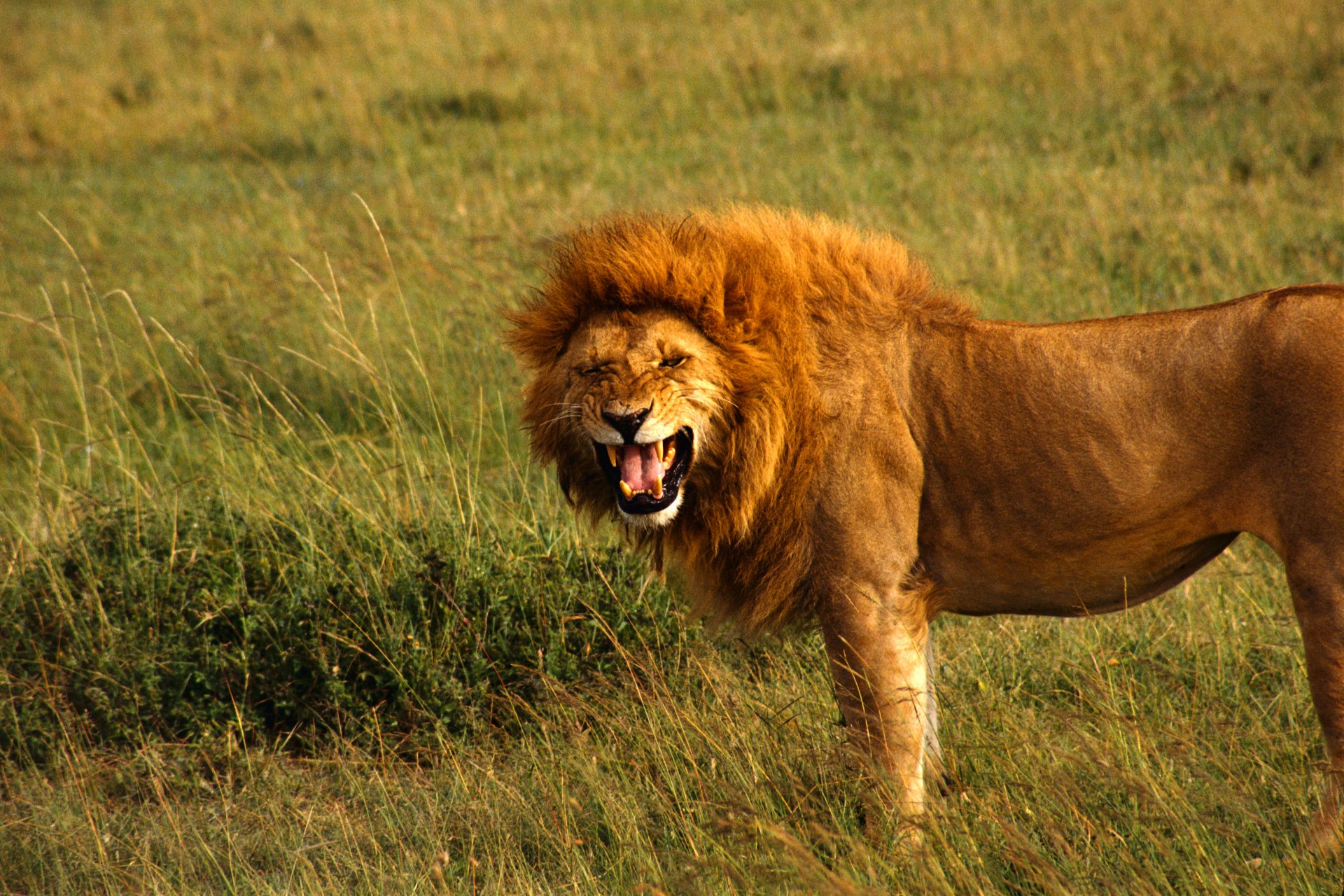 león rey melena gruñidos fauces