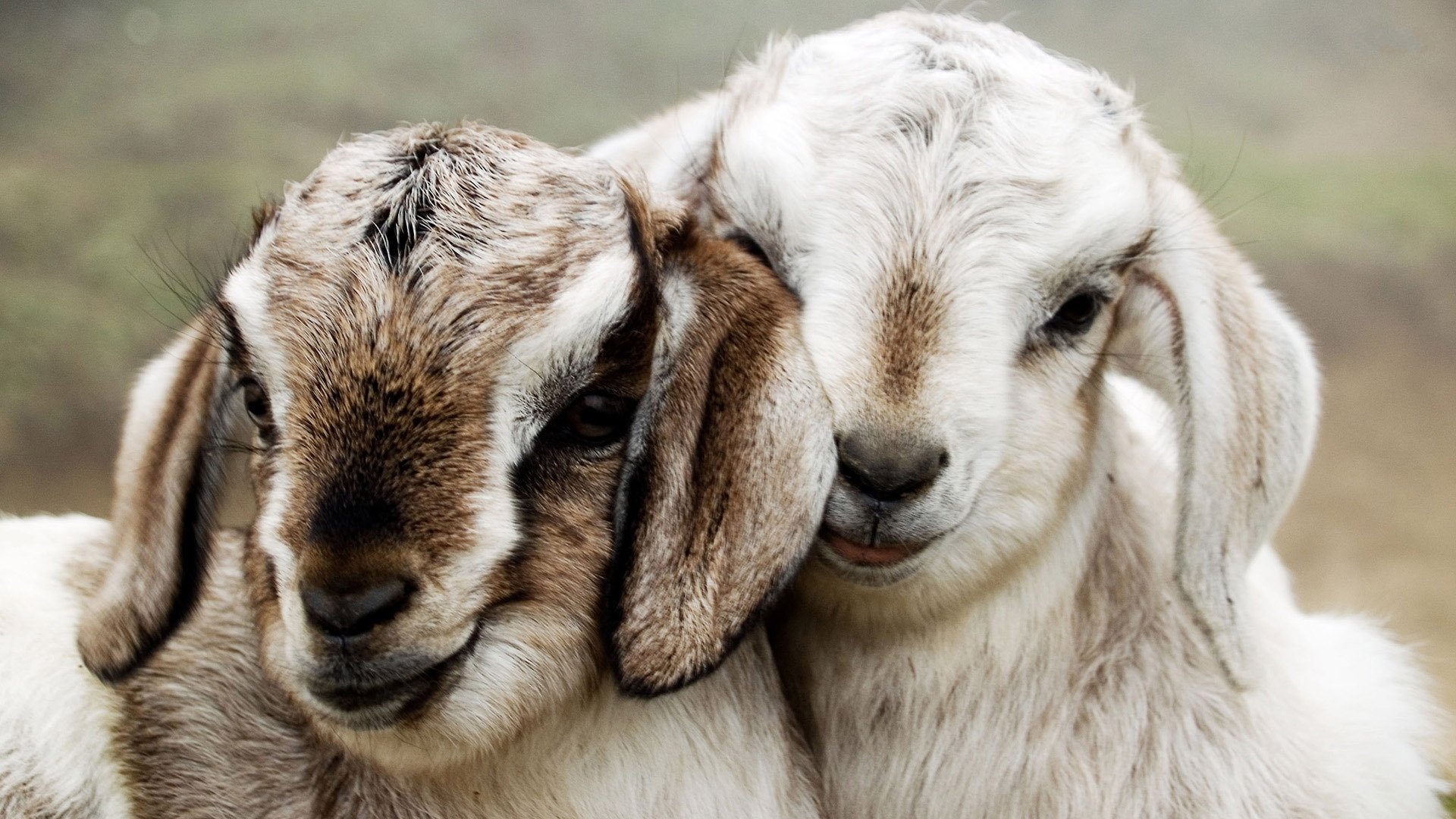 goats goats couple muzzles ear