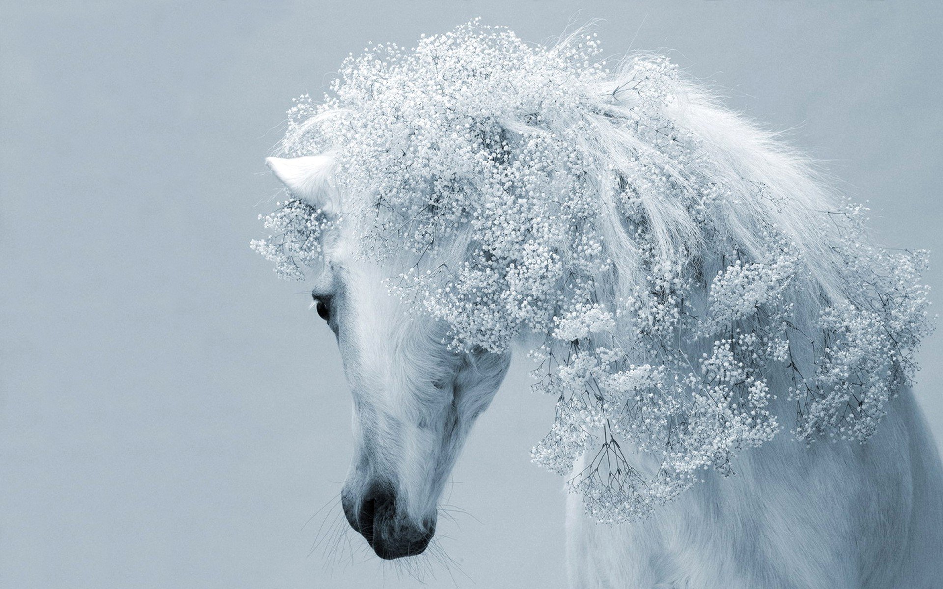 fond blanc cheval crinière fleurs