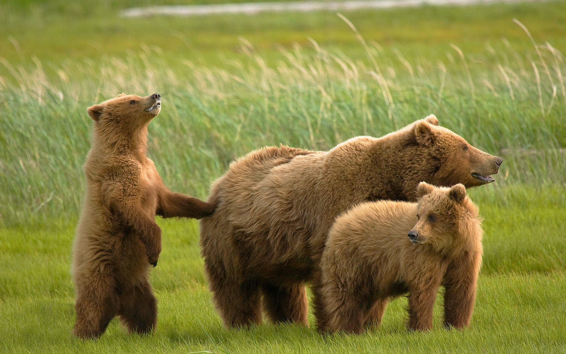 niedźwiedzie misie grizzly