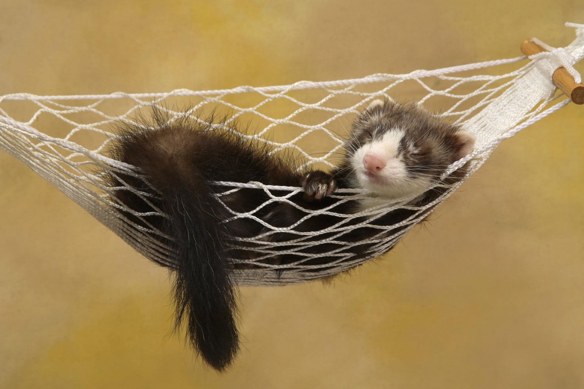 polecat hammock