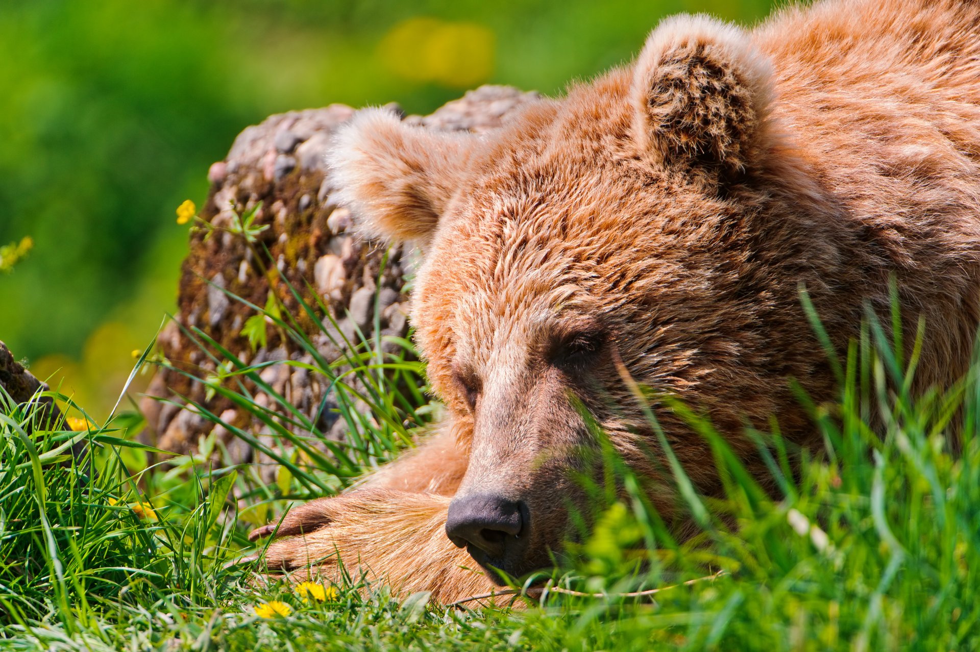 bear sleeping grass sport