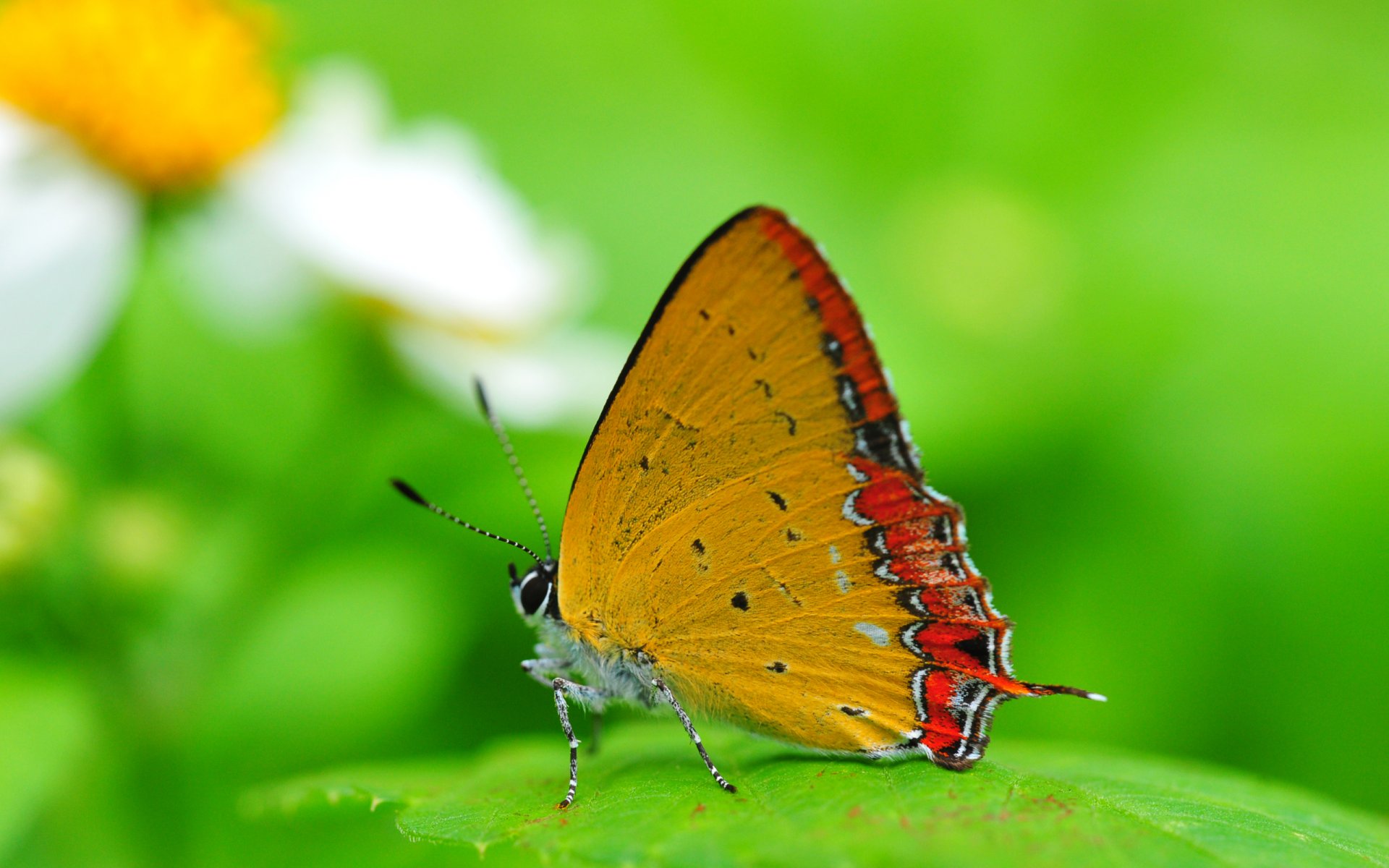 background butterfly wings insect