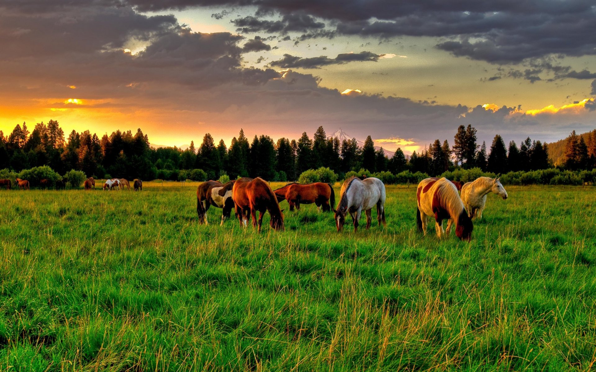 nature summer horse horses horses field meadow meadow trees tree spruce sky clouds sunset sunrise