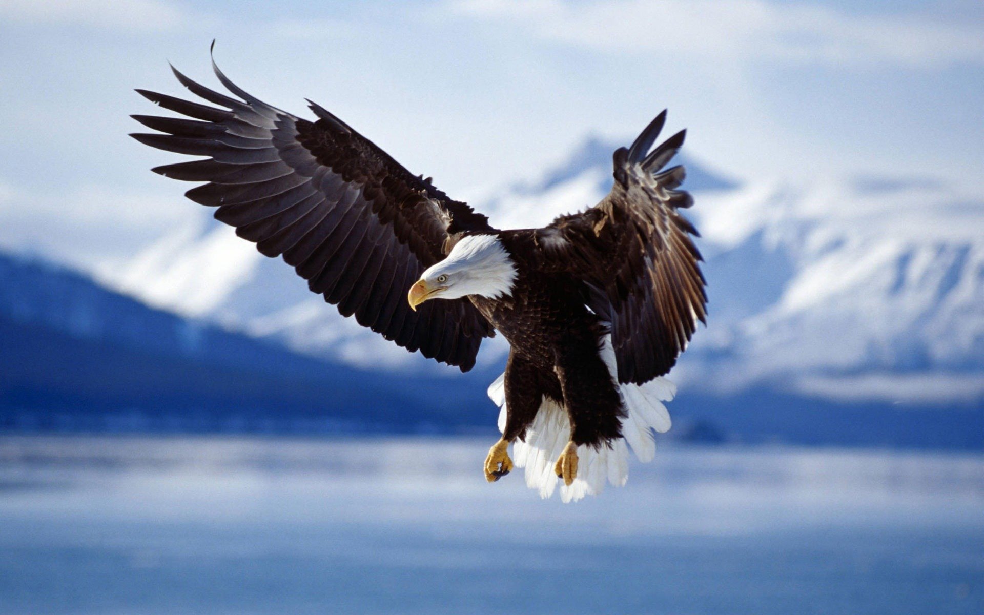 eagles birds poultry animals wings photo animal