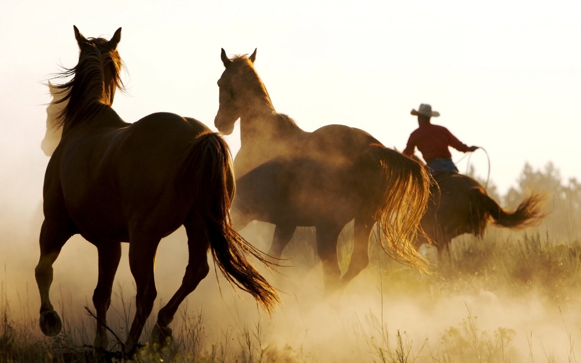 caballos caballos personas hombre animales