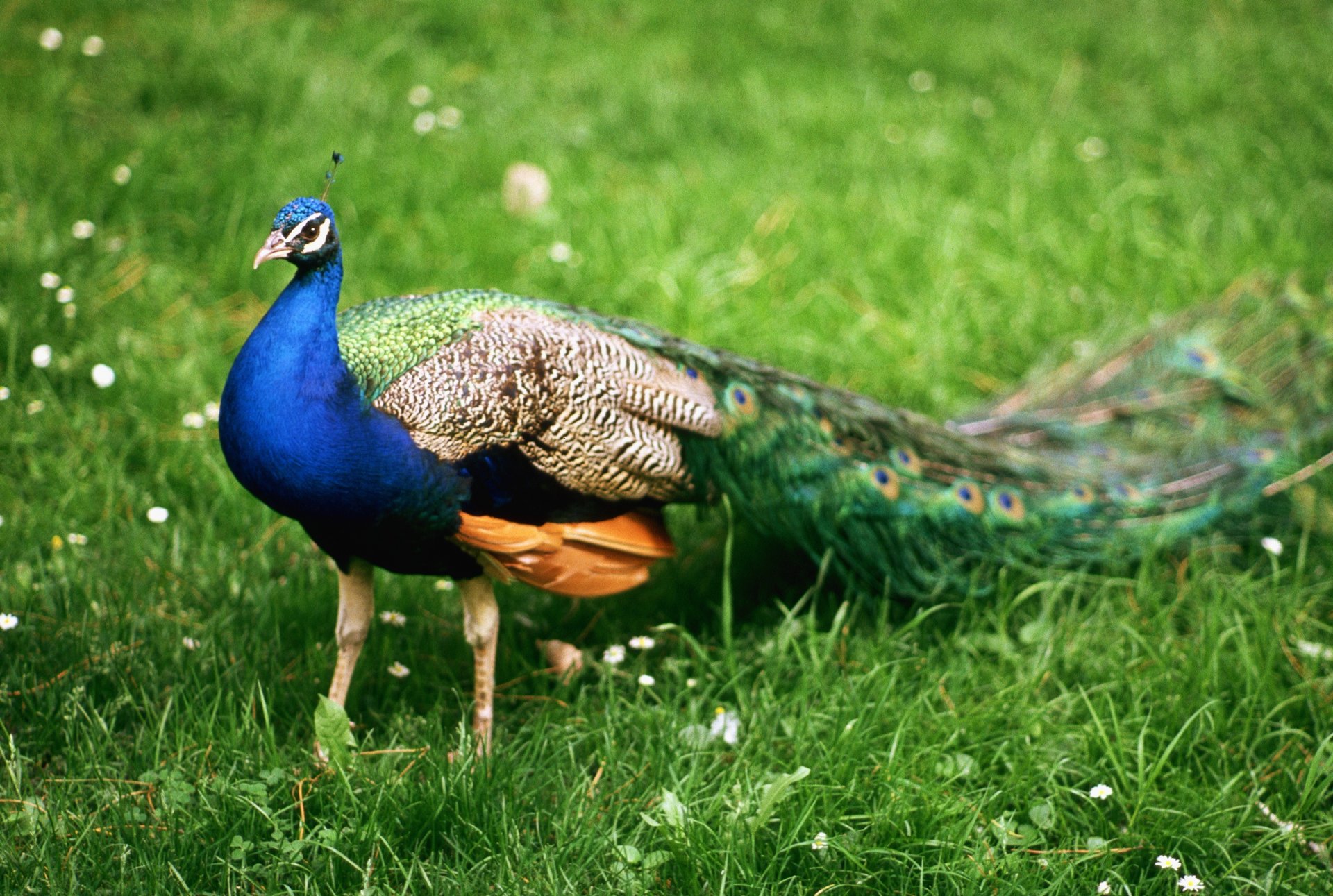 animali uccelli pavone maschio bello passeggiata vacanza viaggio piume india