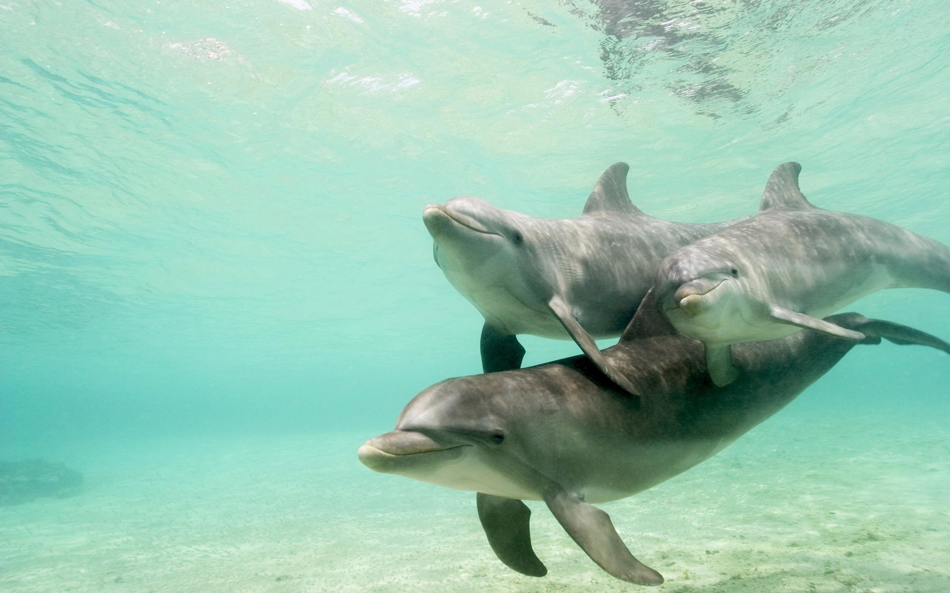 delfines agua bandada mundo submarino