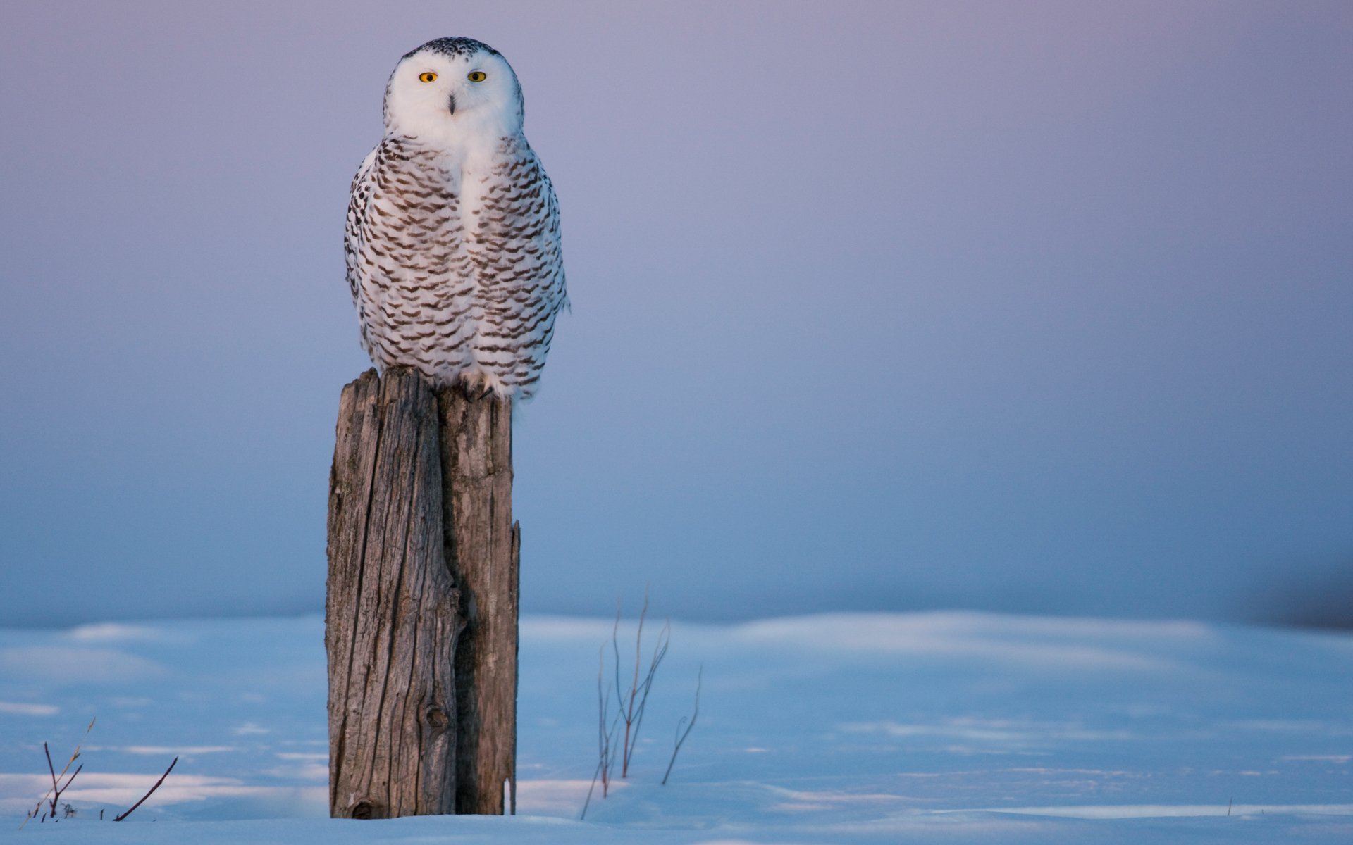 búho pájaro tocón tocón invierno frío nieve