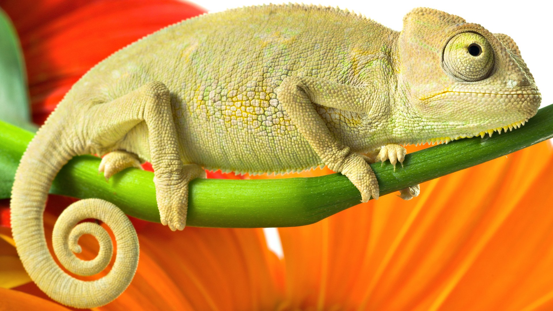 caméléon couleur branche vert orange rouge