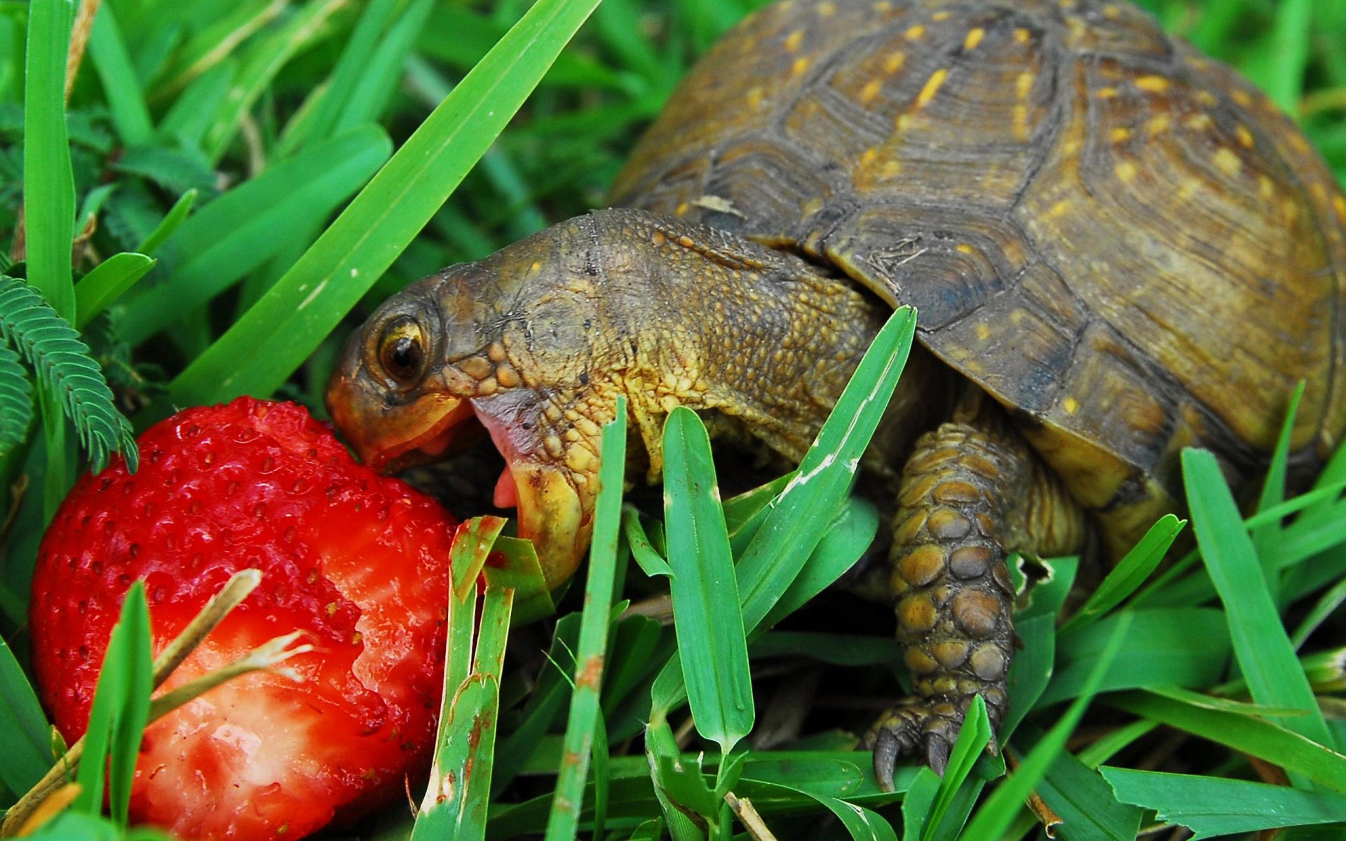 trawberry bug breakfast