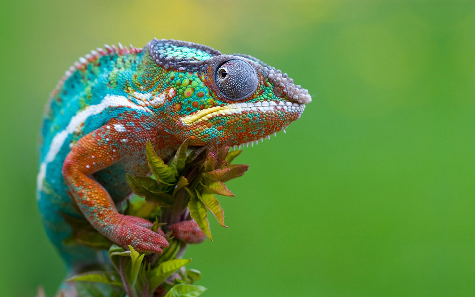 caméléon écailles oeil