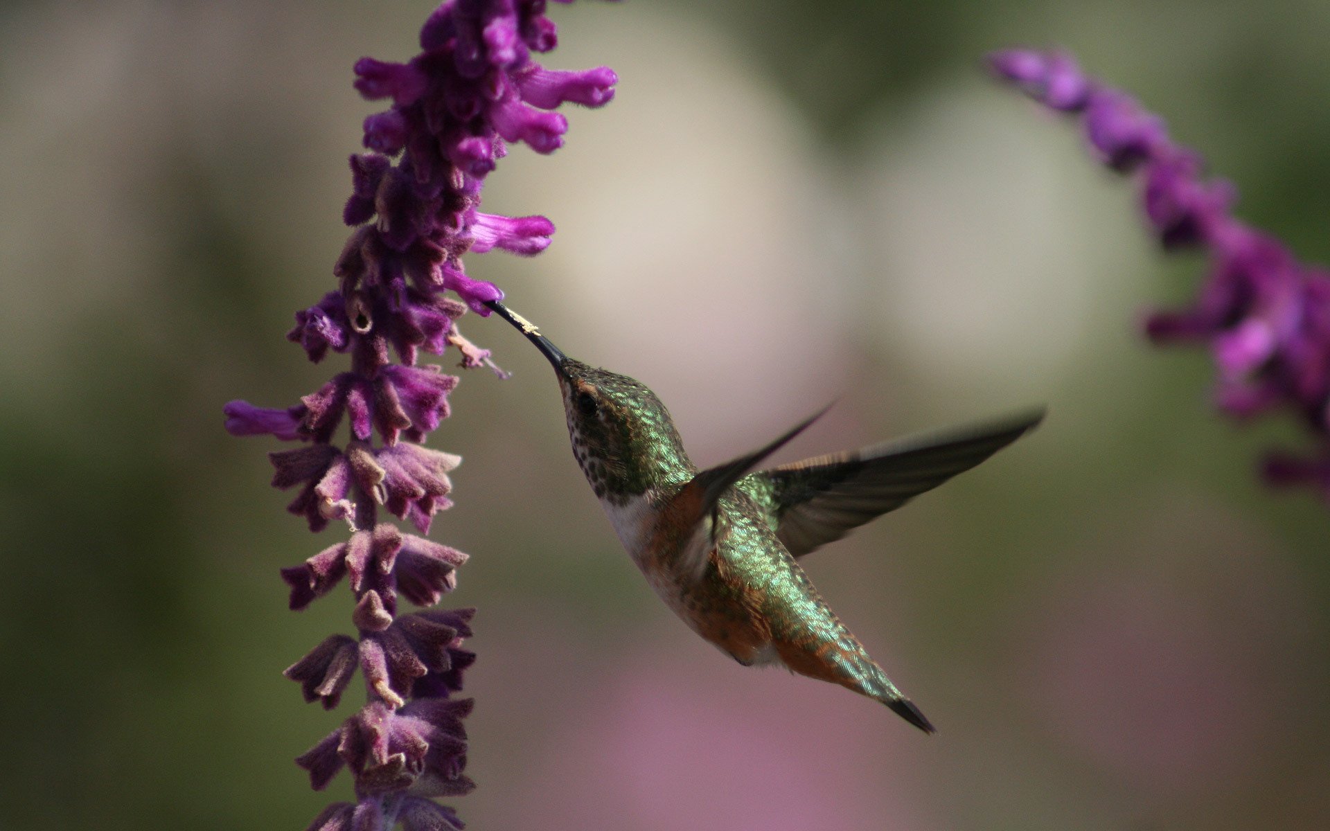 colibri beau fond d écran oiseaux belle oiseau ailes fleurs nectar