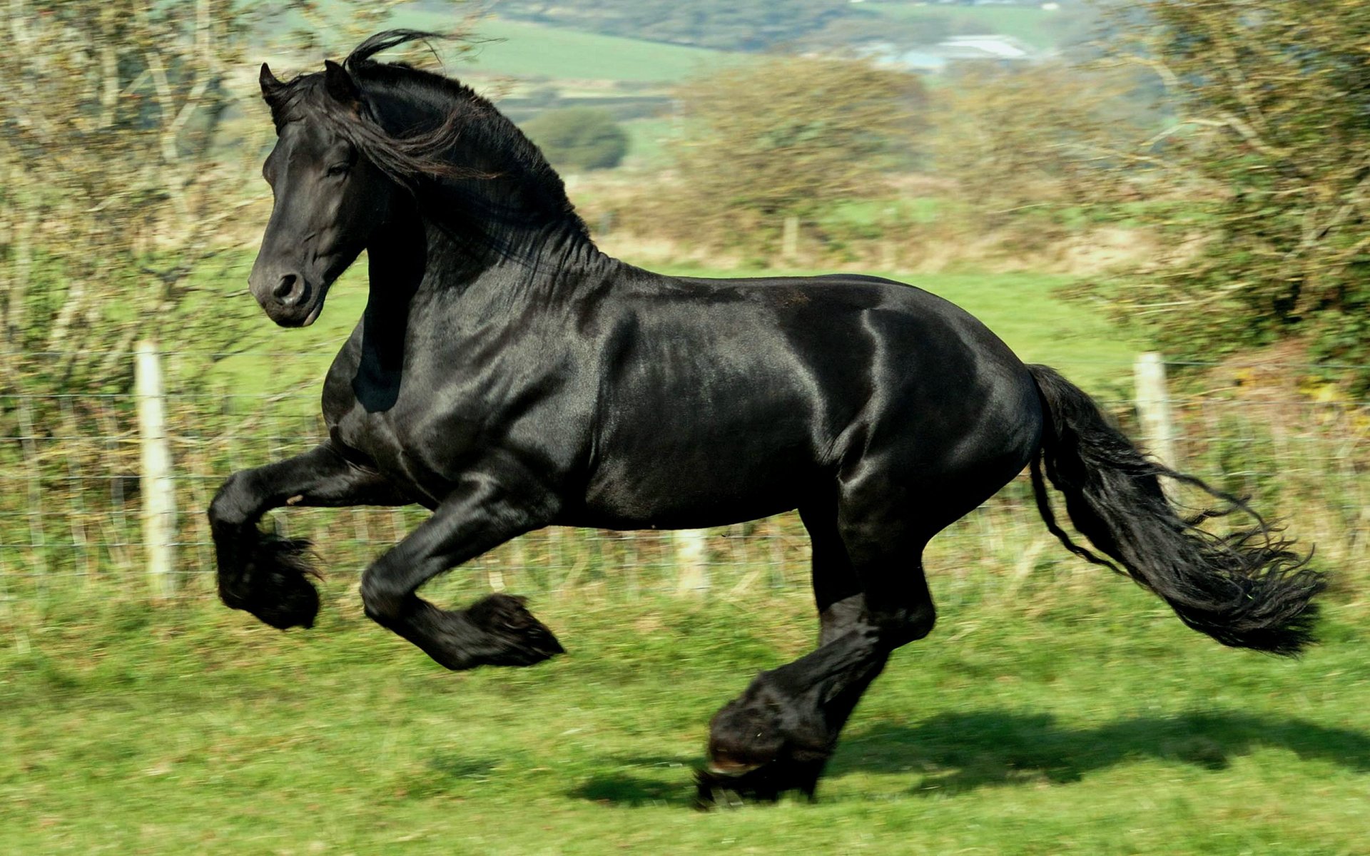 cheval noir frise galop galope