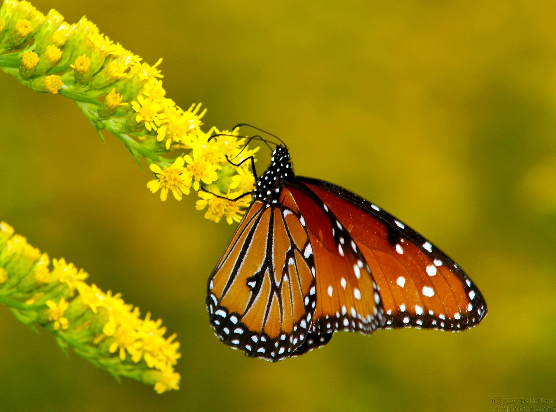 close up butterfly metelik branch flower