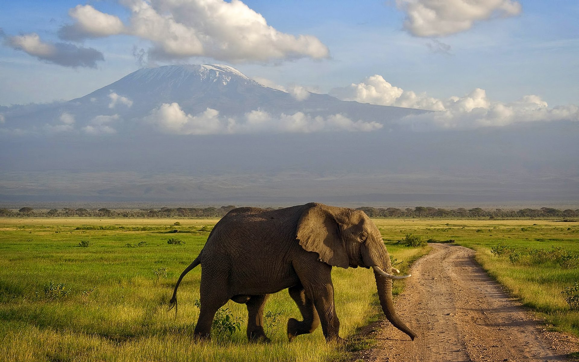 afrika kenia amboseli elefant savanne berg kilimandscharo