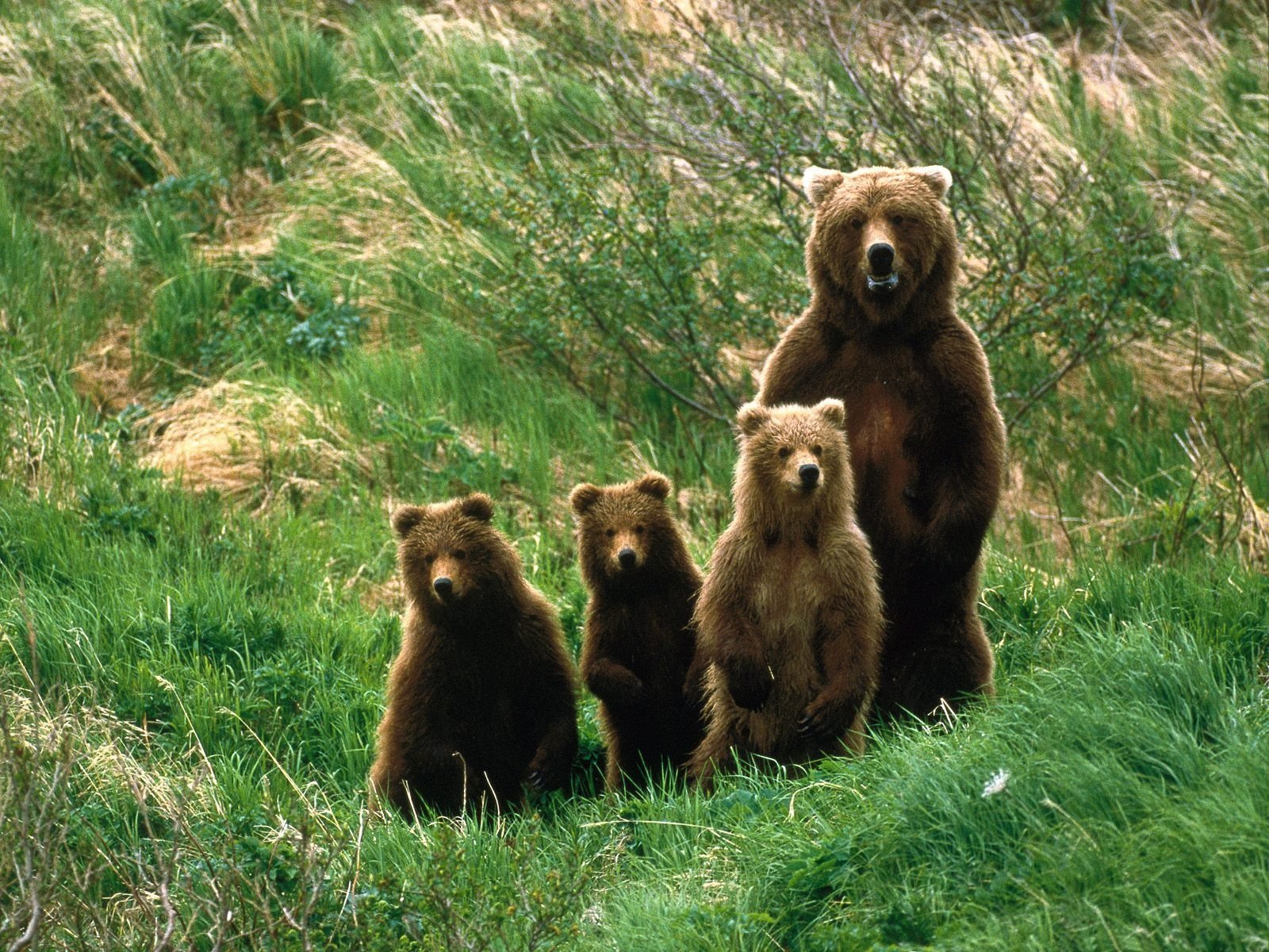 bären familie natur