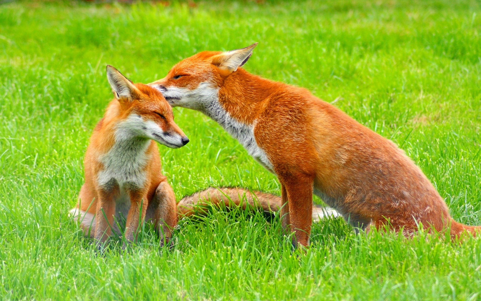 field grass red fox the pair