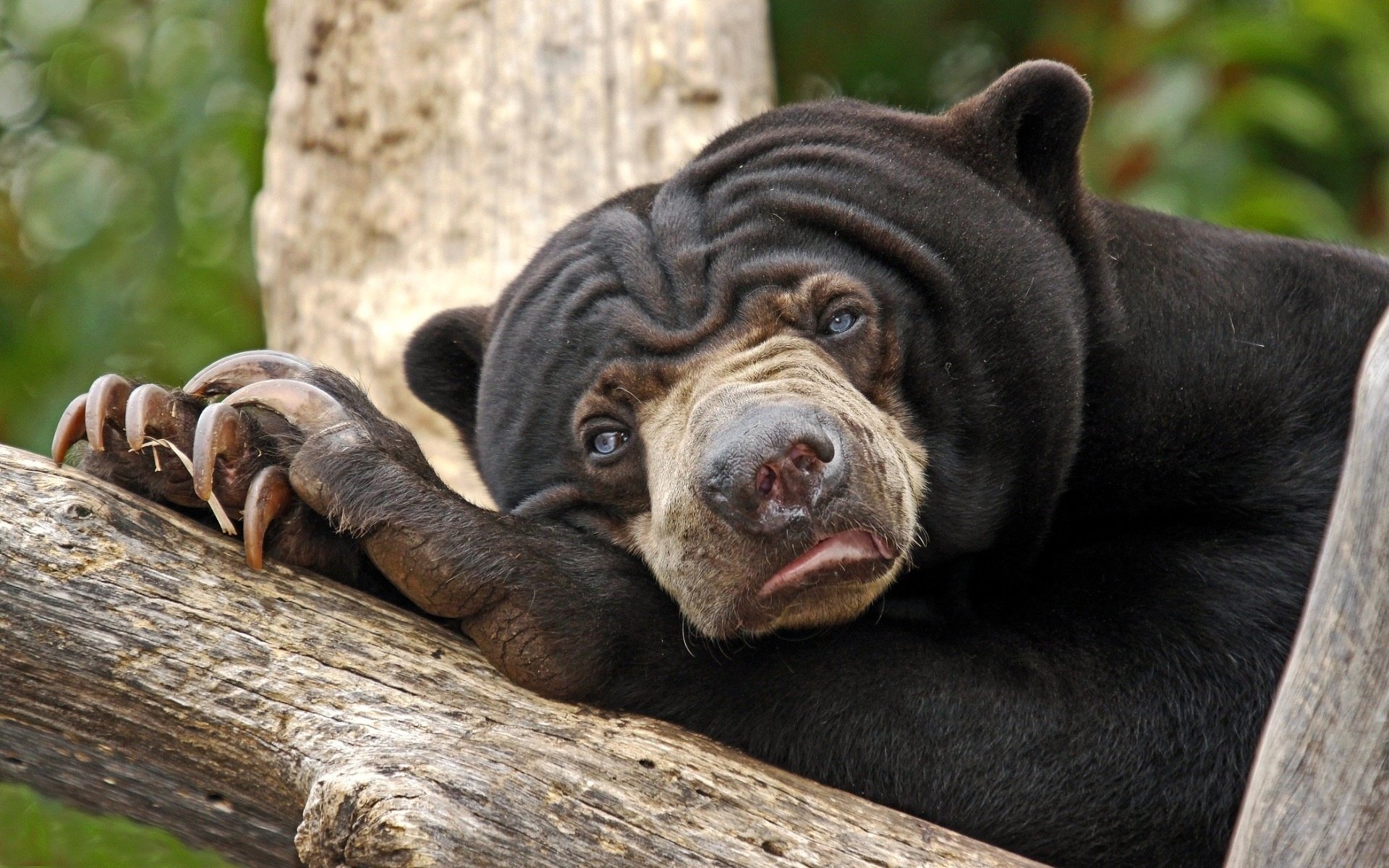 oso gubach triste ojos azul