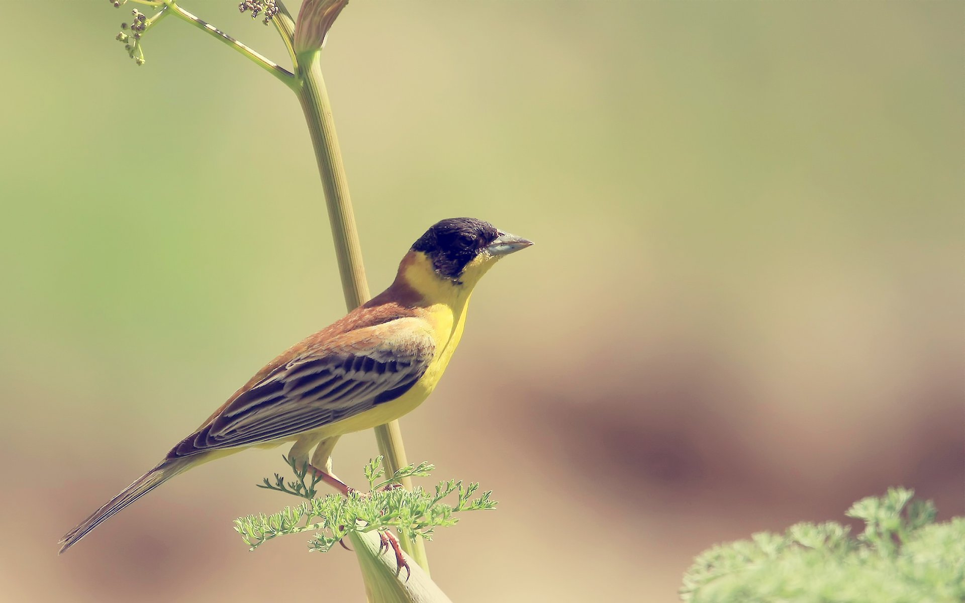 vogel vogel gelb zweig hintergrund verschwommen tapete