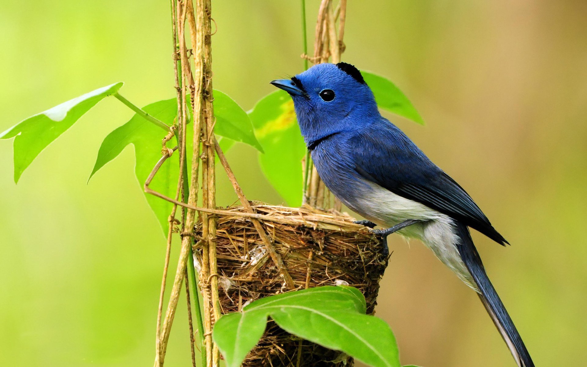 pájaro nido planta