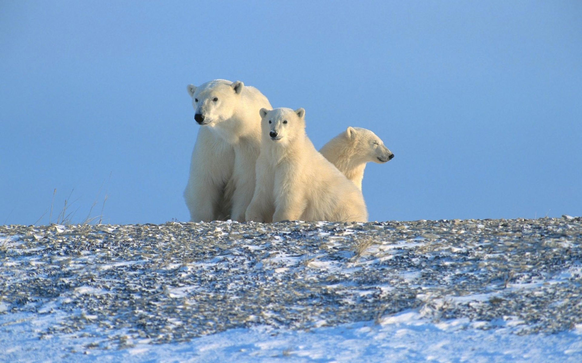 polar bears arctic north