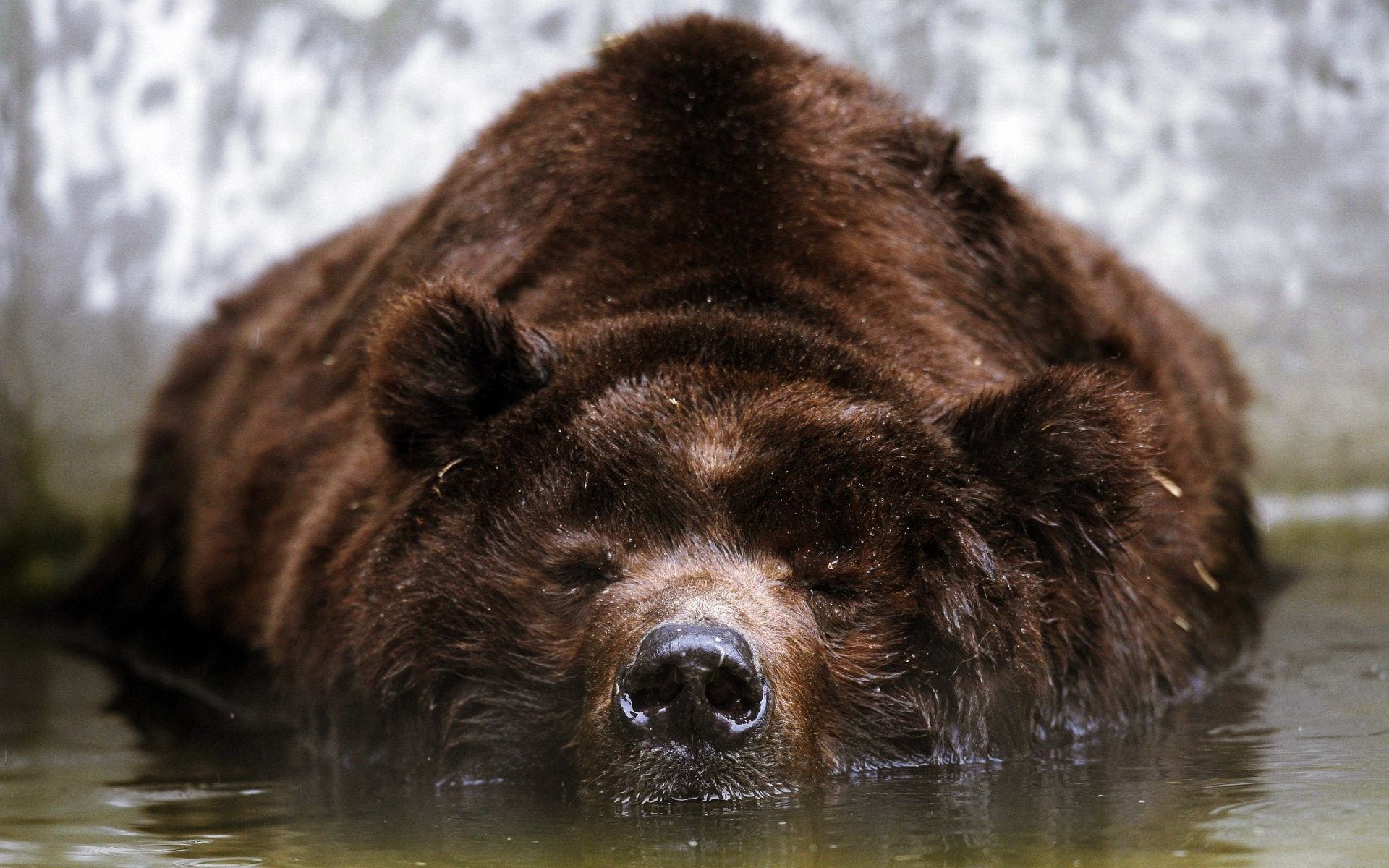 marrone orso acqua riposo muso