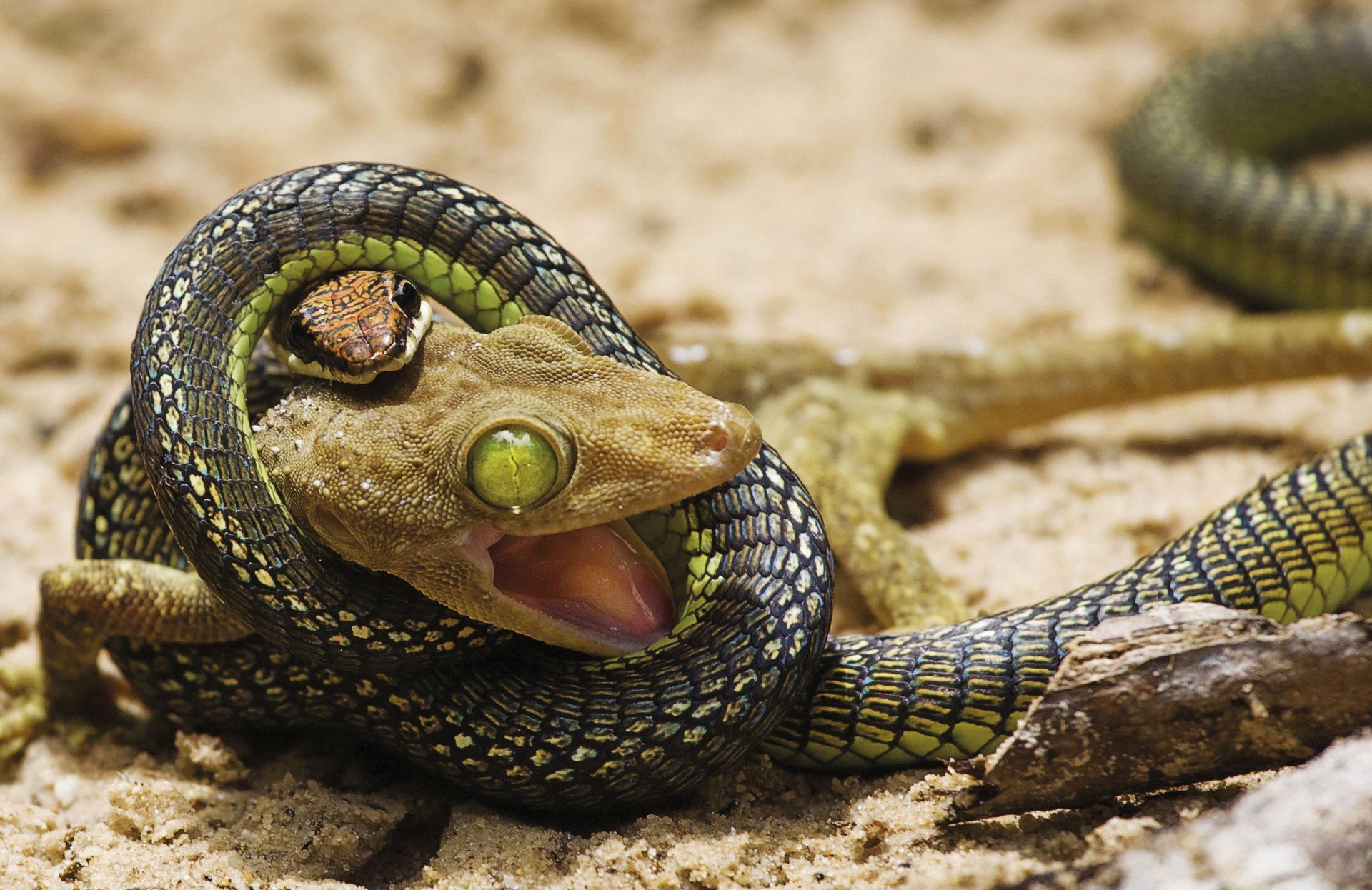 lotta lotta attacco serpente lucertola situazione