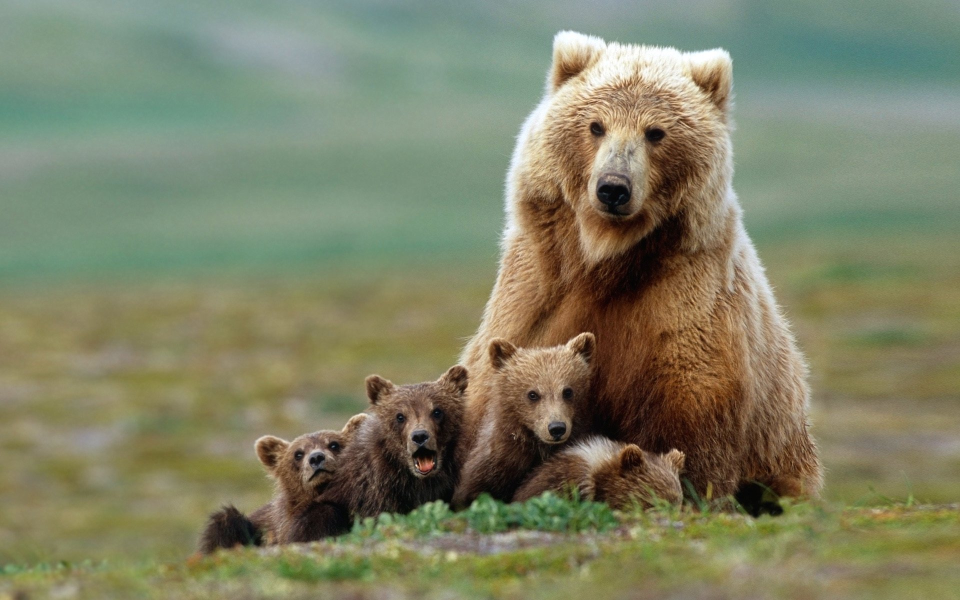 bears bear cubs grizzly bears family