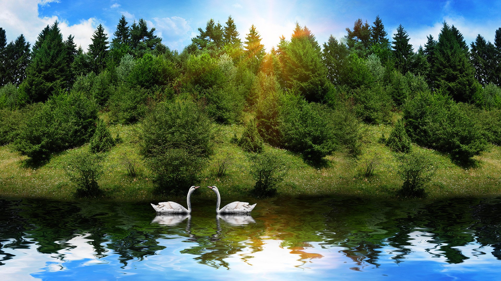 animaux cygnes rivière forêt soleil réflexion