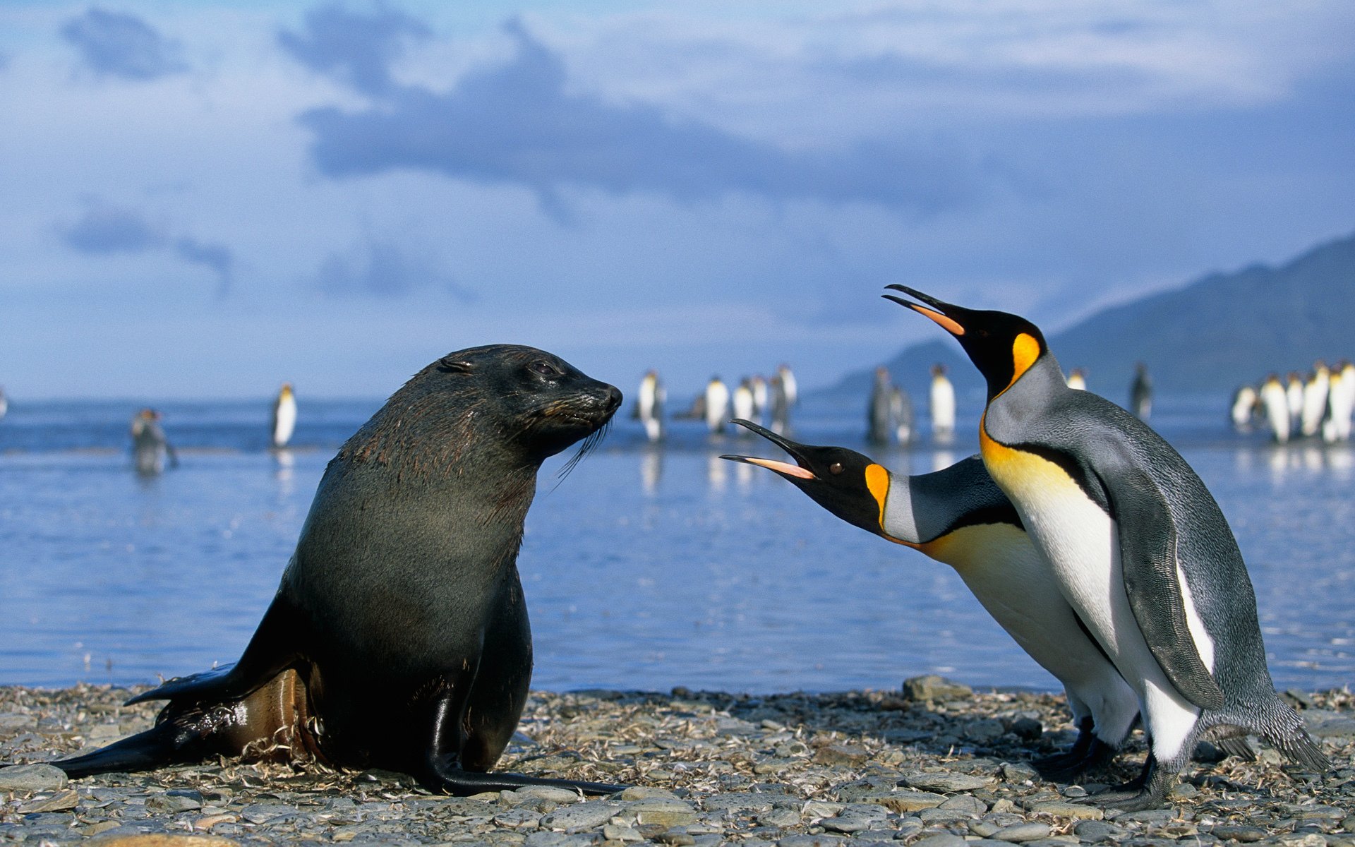 antarctique pingouins phoque