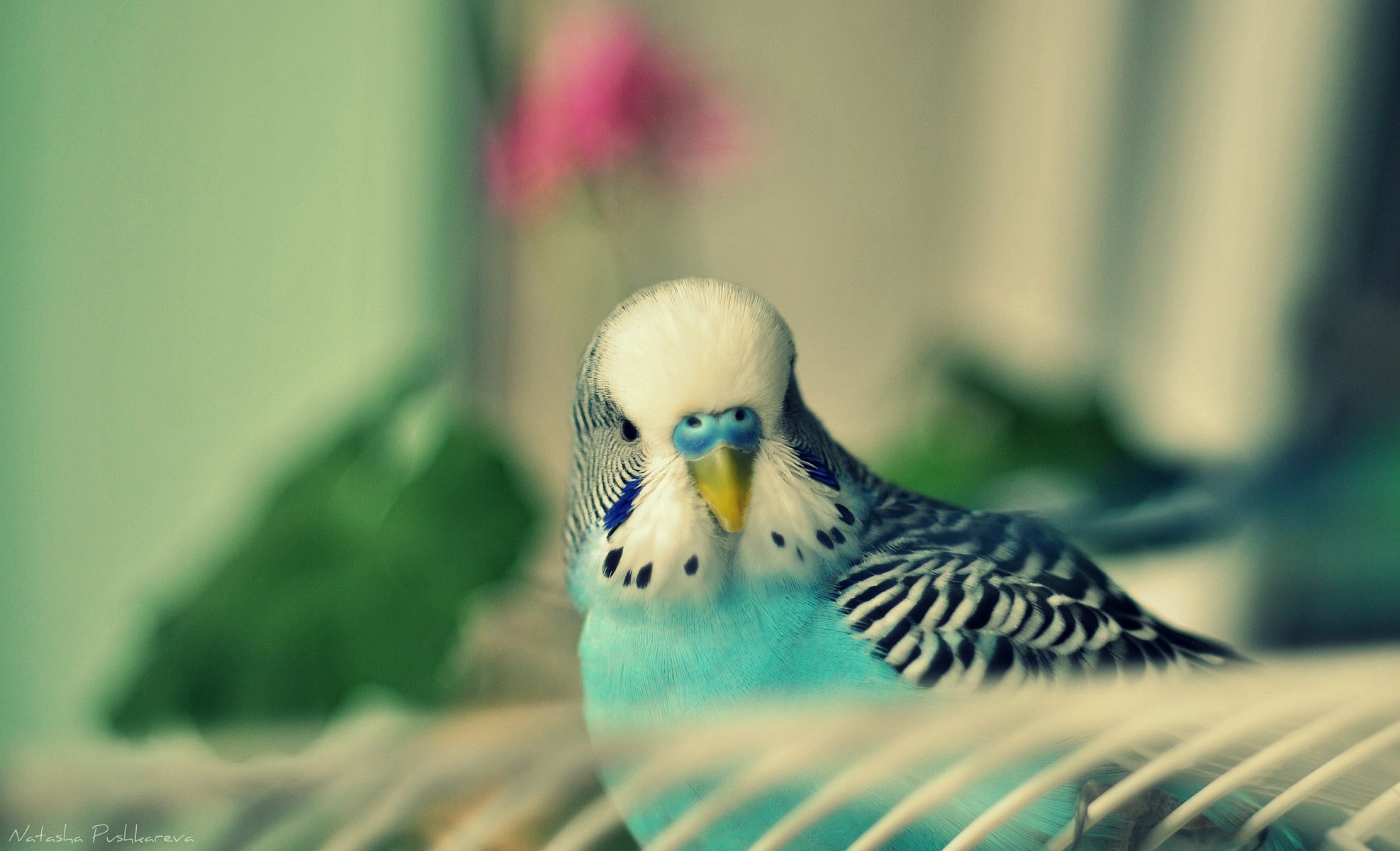 papagei vogel vogel wellig küken türkis