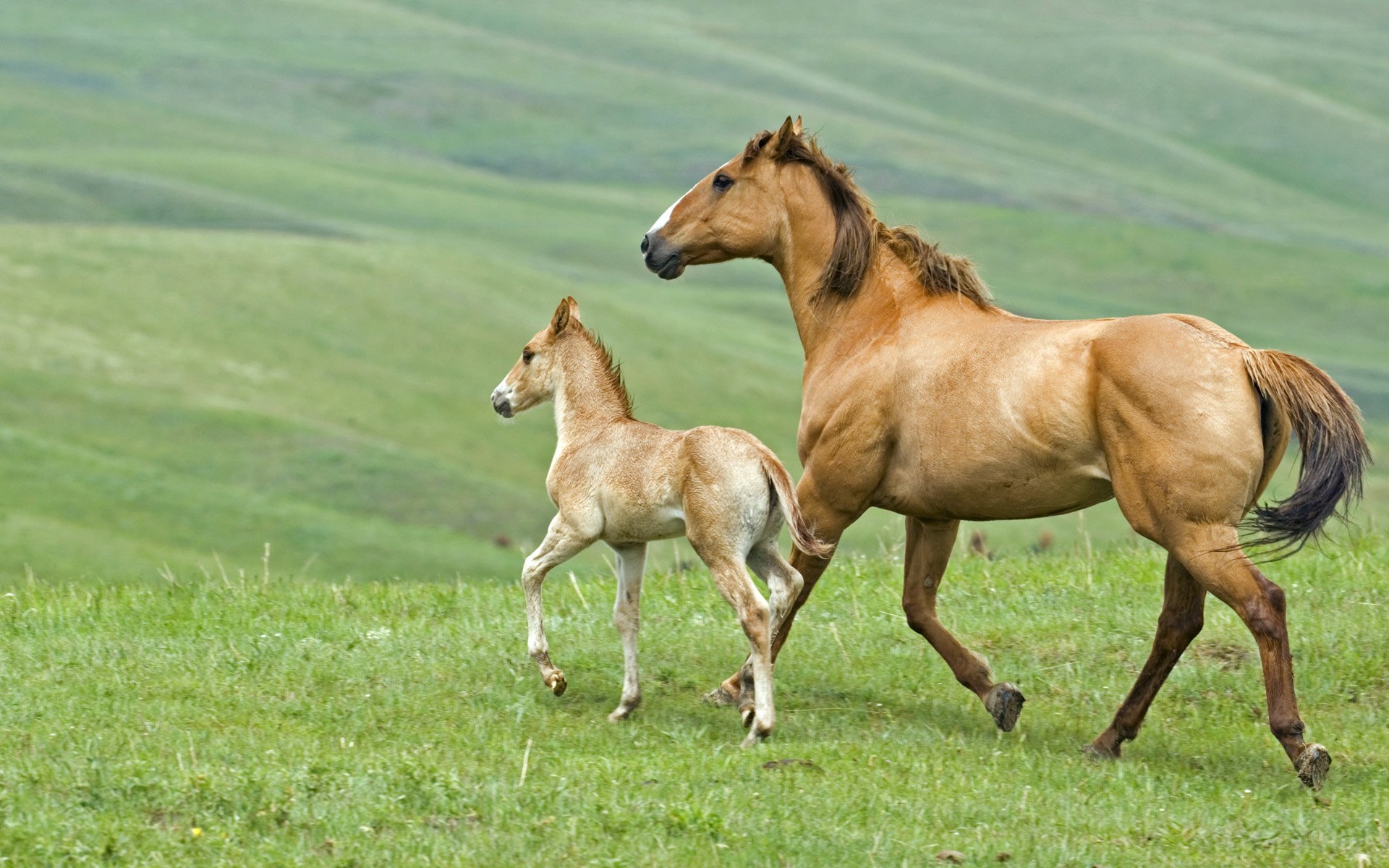 caballo potro hierba