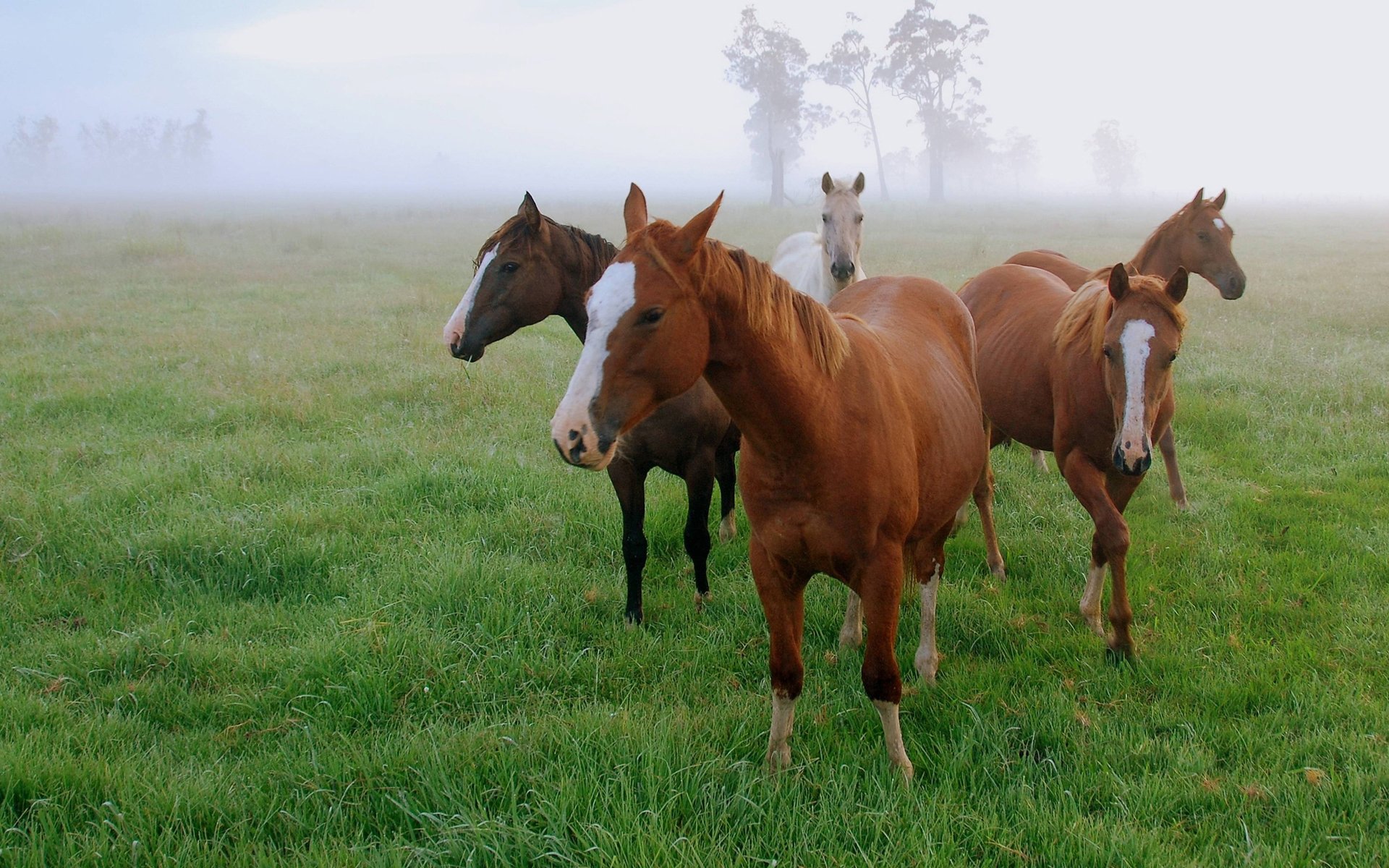 caballos campo hierba mañana niebla