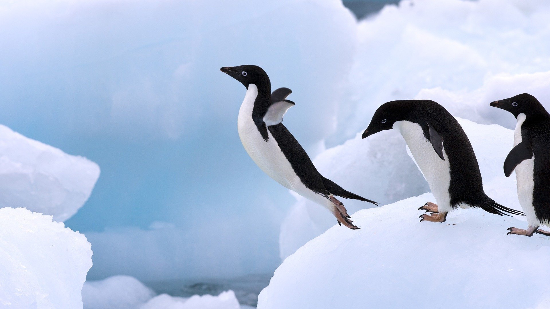 pingouin saut glace