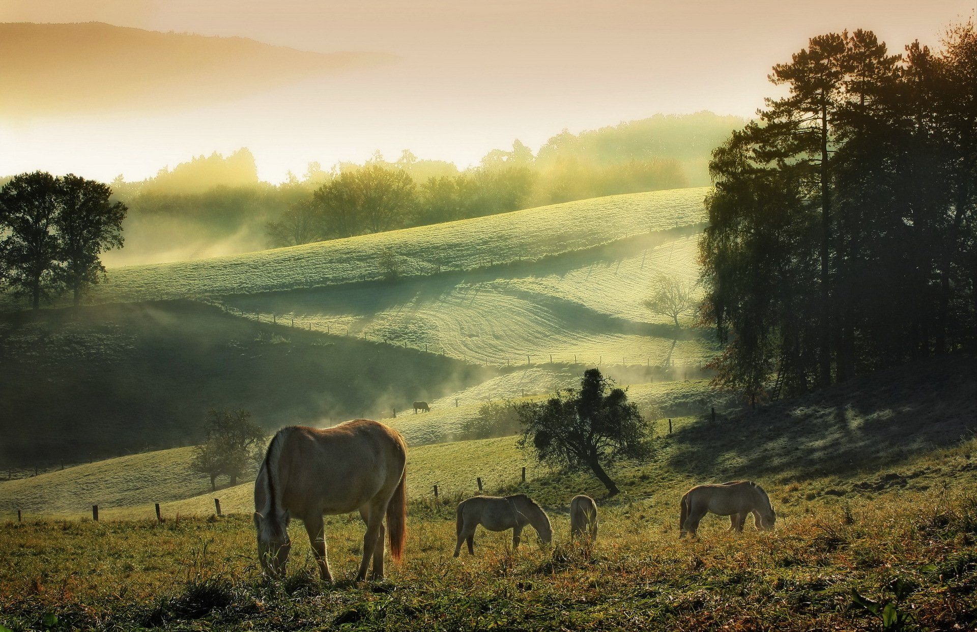 cavalli mattina estate natura nebbia cielo