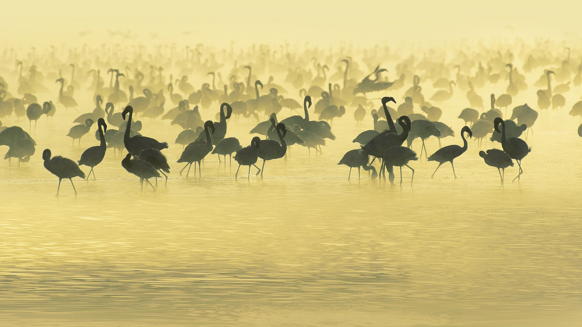 flamingos south africa birds water river watering hole fog evening beige