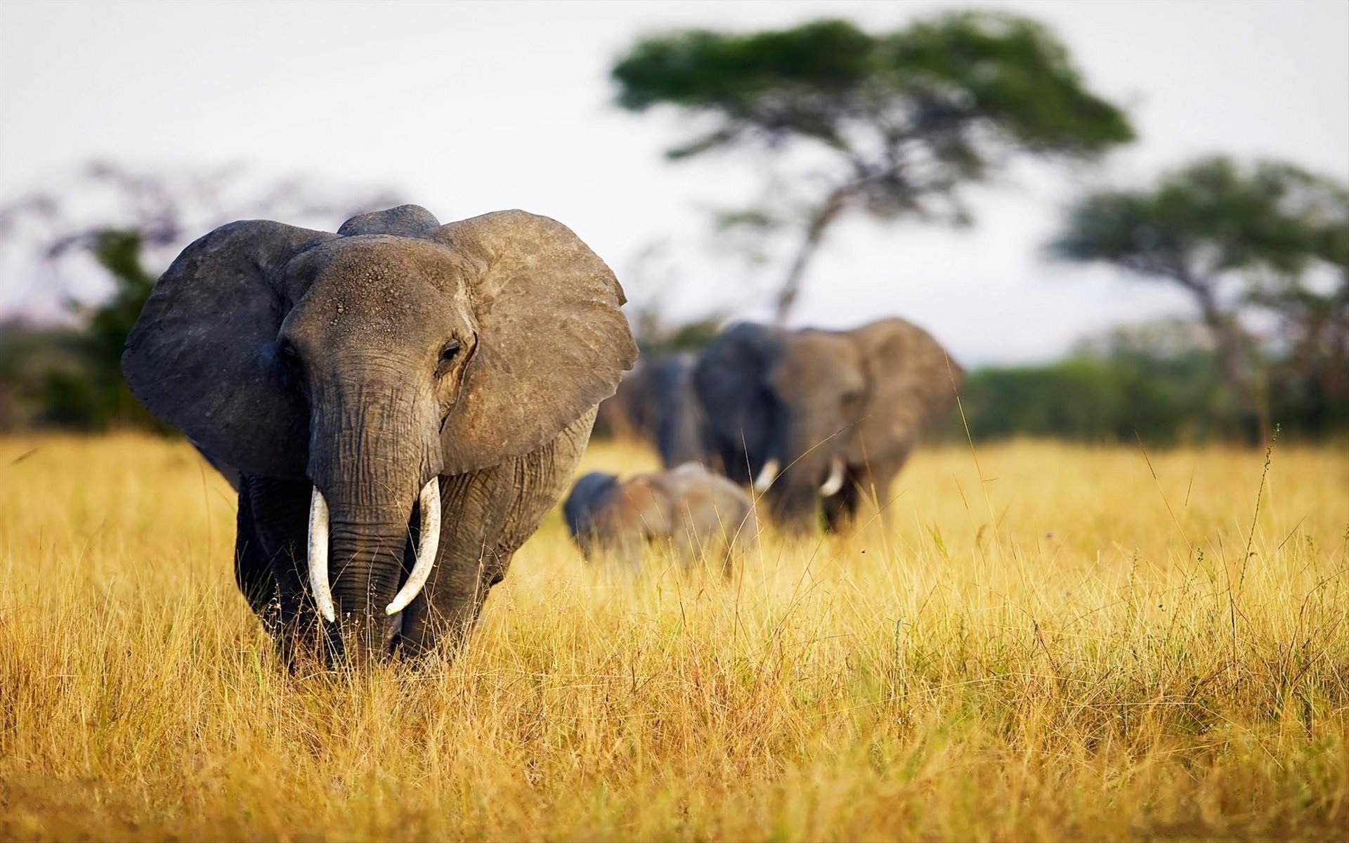 éléphants nature savane photo