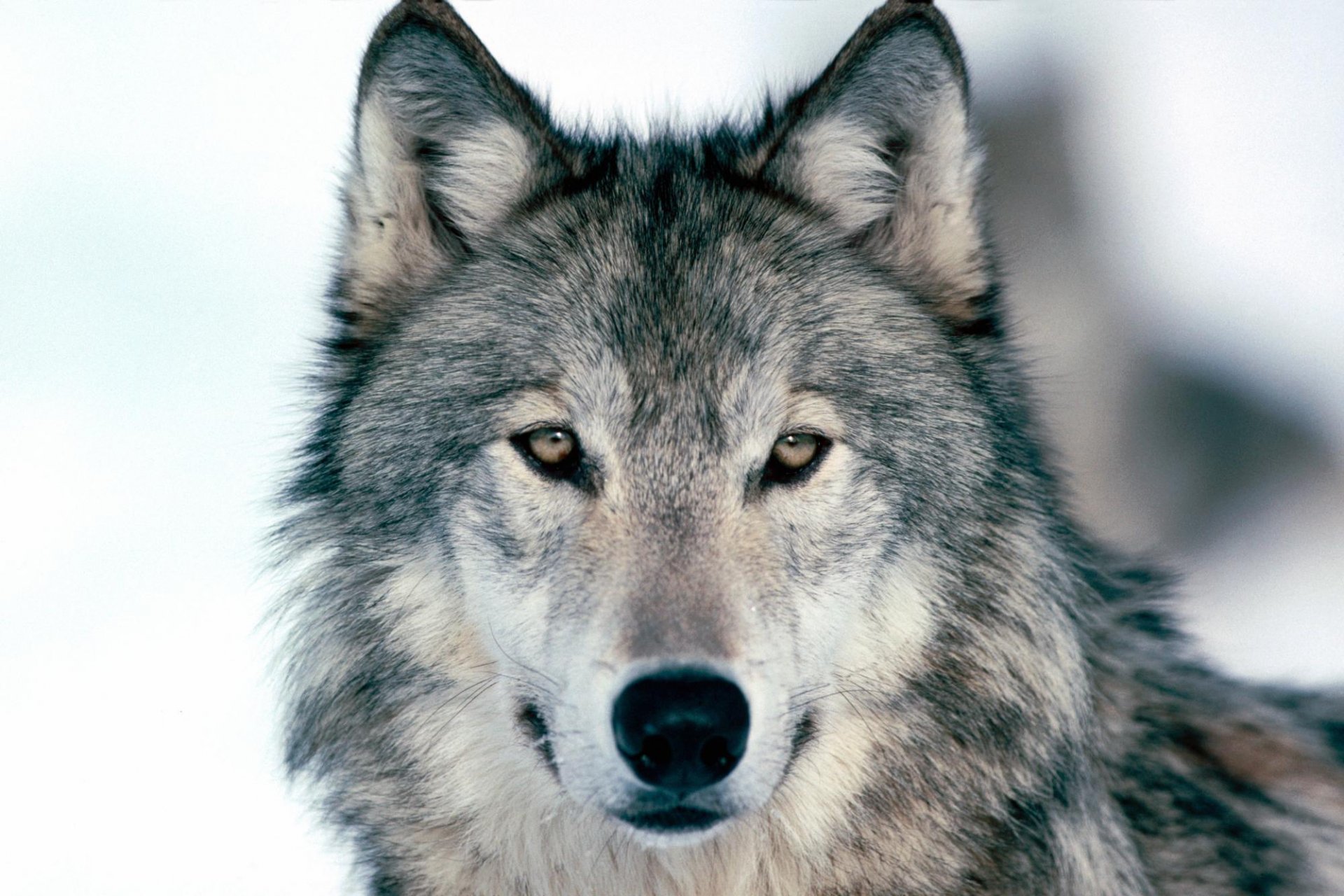 wolf grey face view eye