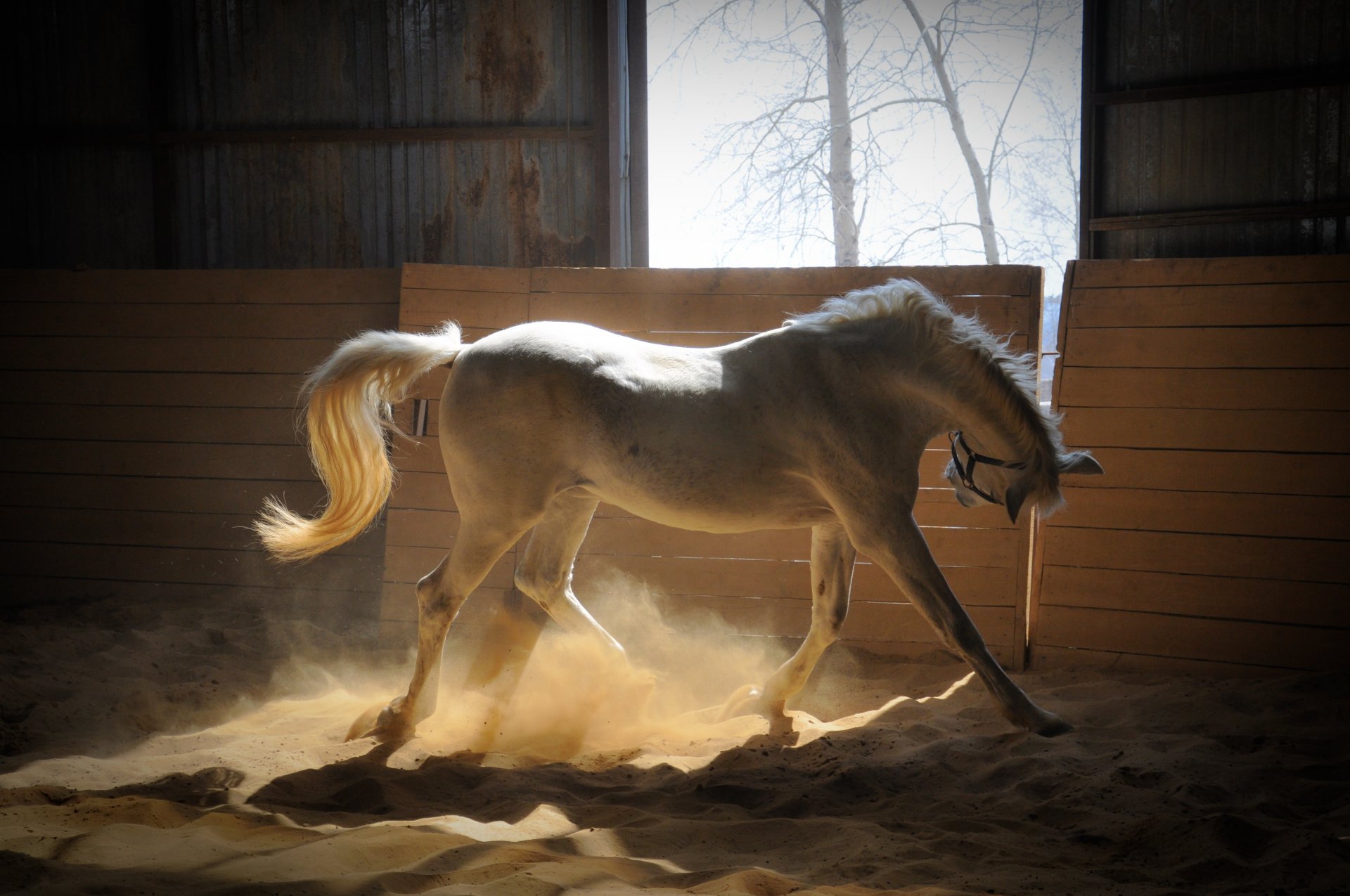 cavallo bianco recinto raggi del sole sabbia