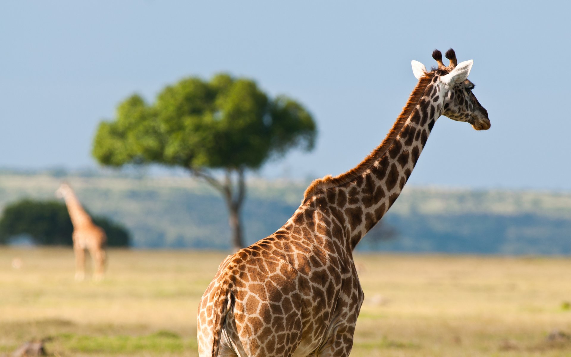 animals wildlife africa australia summer heat giraffe