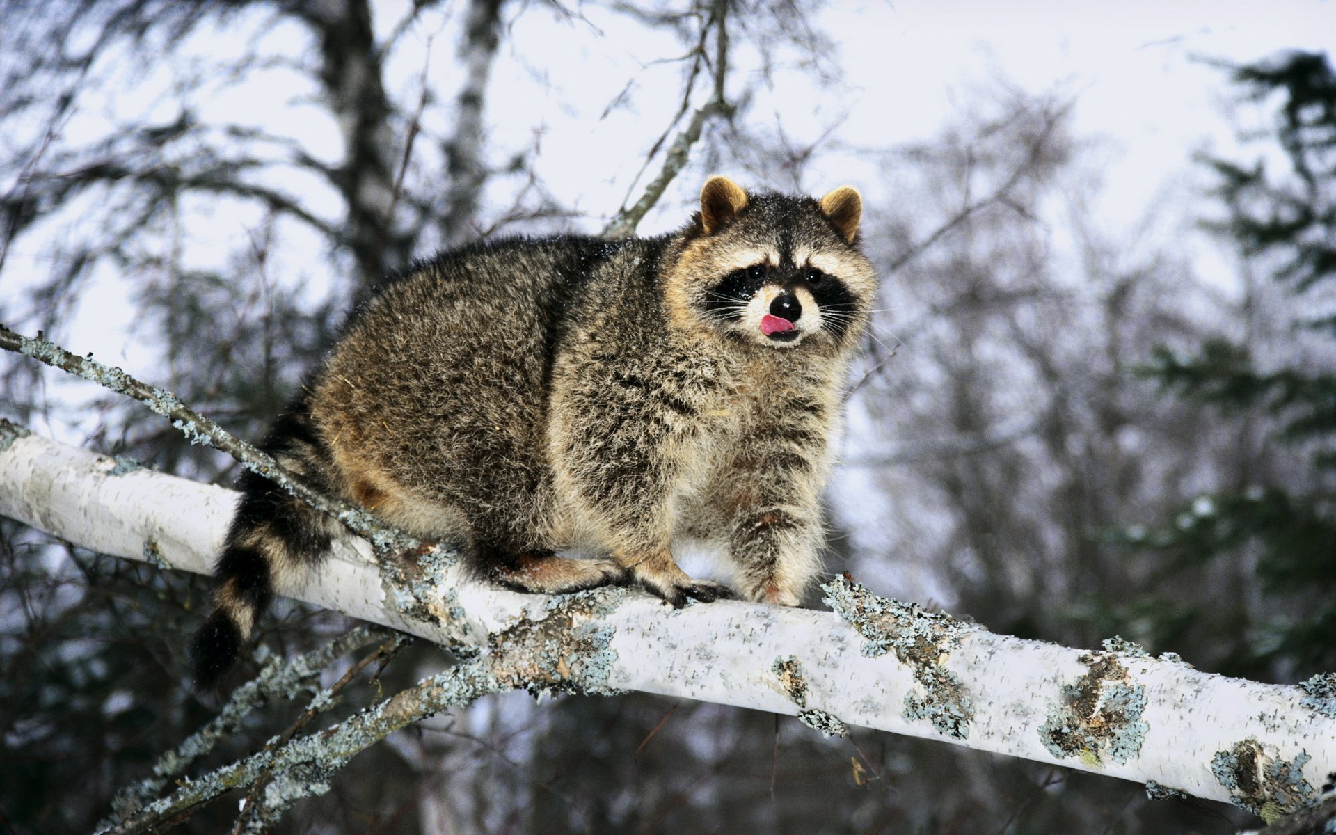 waschbär baum zweig zunge winter pelz