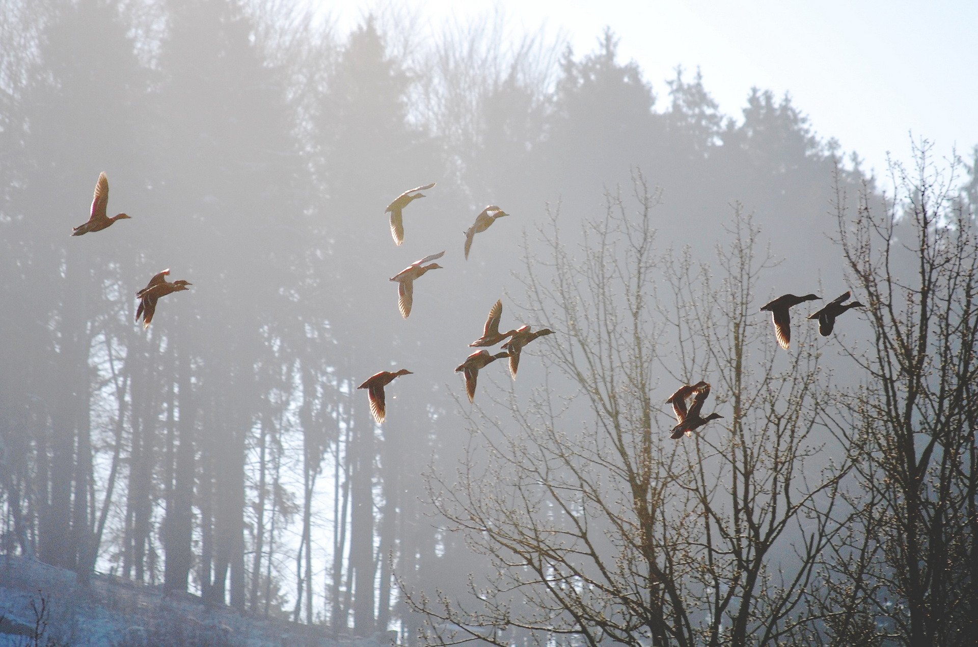 uccelli nebbia mattina natura primavera