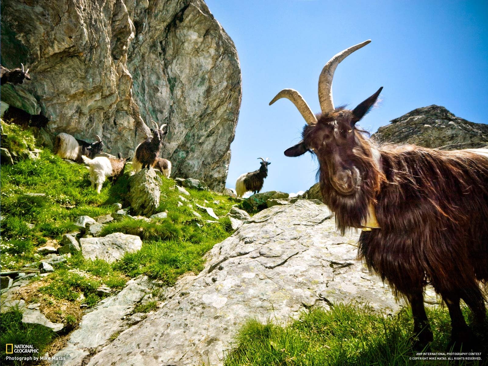 cabra montañas vegetación