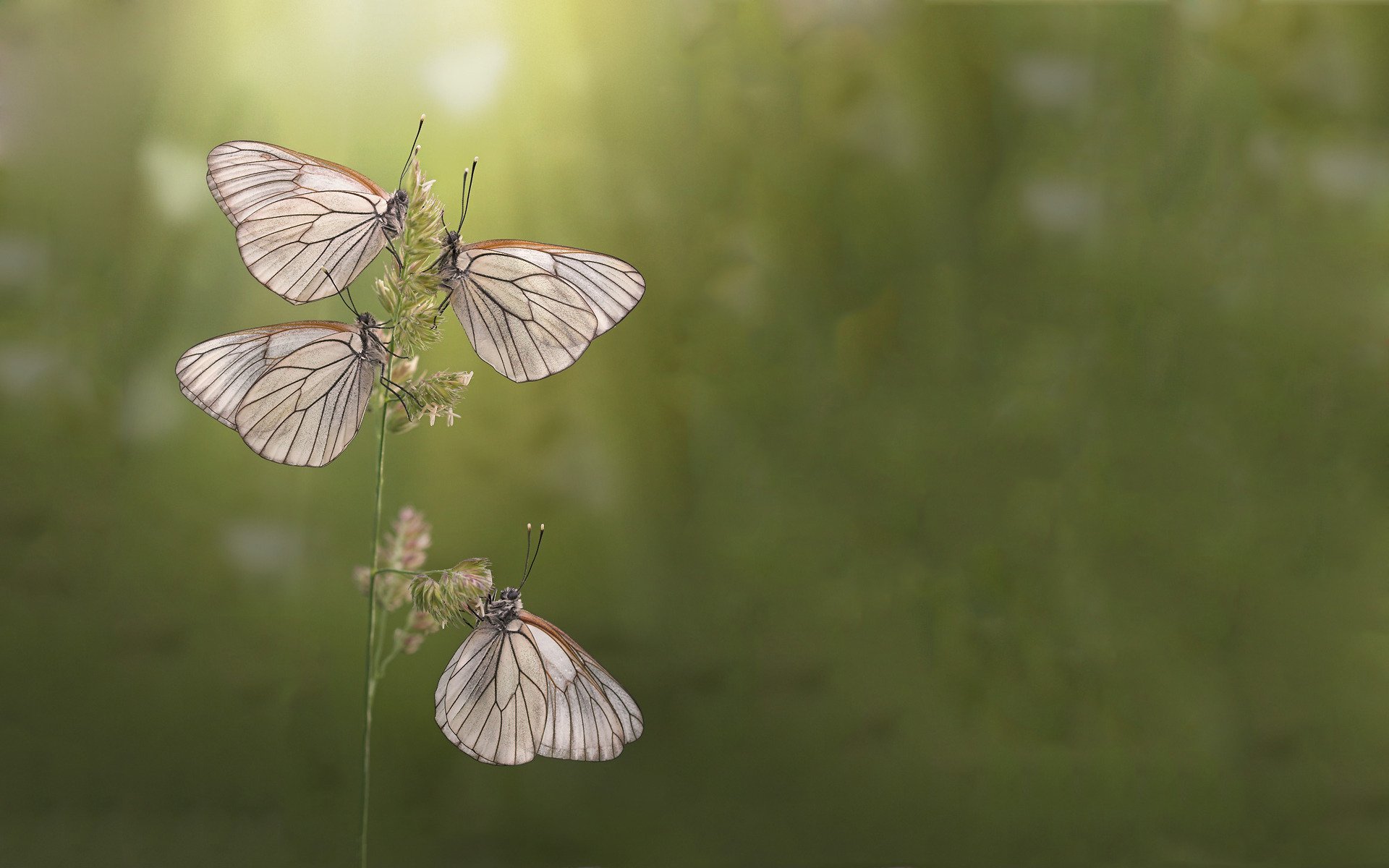 papillons matin été