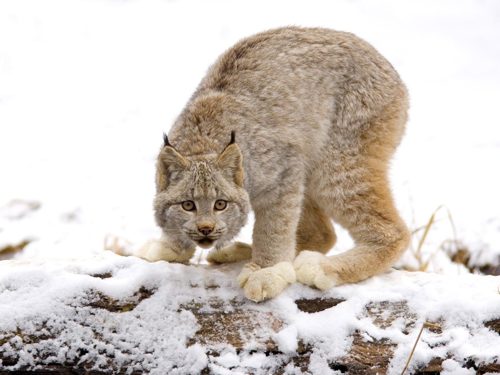 katzen wildkatze luchs